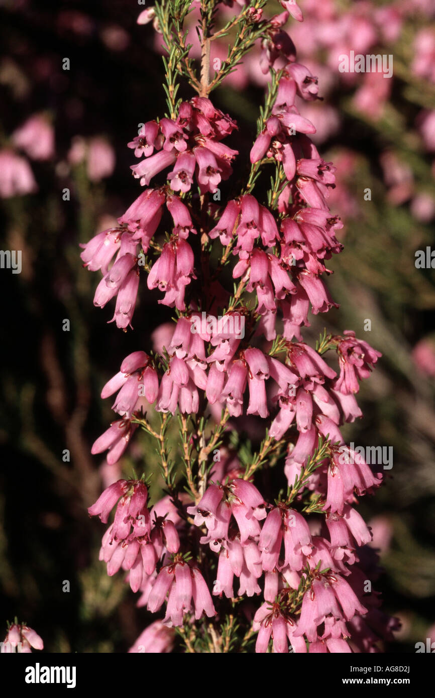 Spanish heath (Erica australis), detail of the inflorescence, Spain, Andalusia Stock Photo