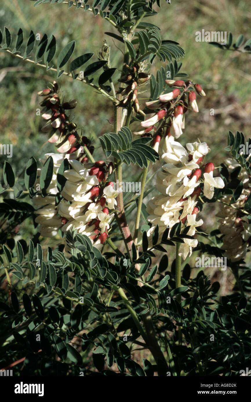 portuguese lentil (Astragalus lusitanicus), blooming plant, Spain, Andalusia Stock Photo