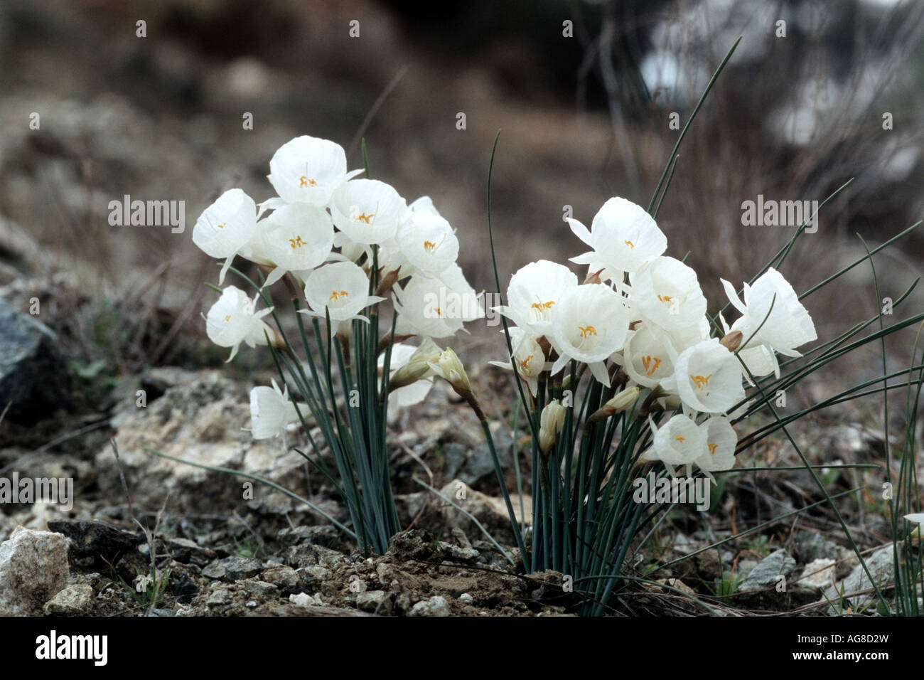 Petticoat Daffodil, Petticoat Narcissus (Narcissus cantabricus), blooming plants, Spain, Andalusia Stock Photo
