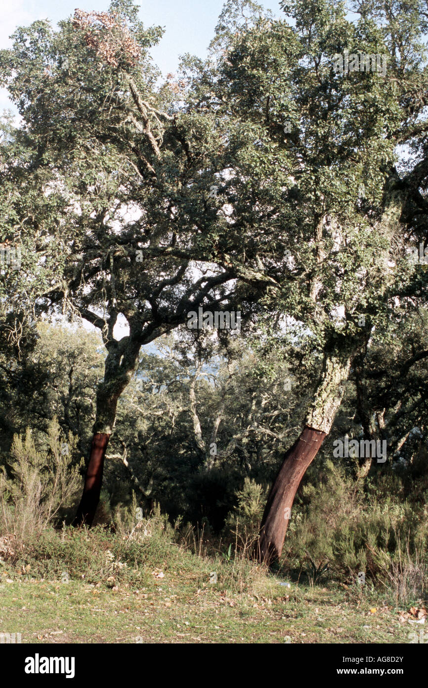 cork oak (Quercus suber), peeled trees, Greece, Andalusia Stock Photo Alamy