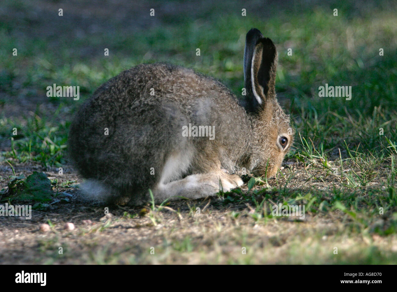 Young European mountain hare ( Lepus timidus ) feeding on grass , Finland Stock Photo