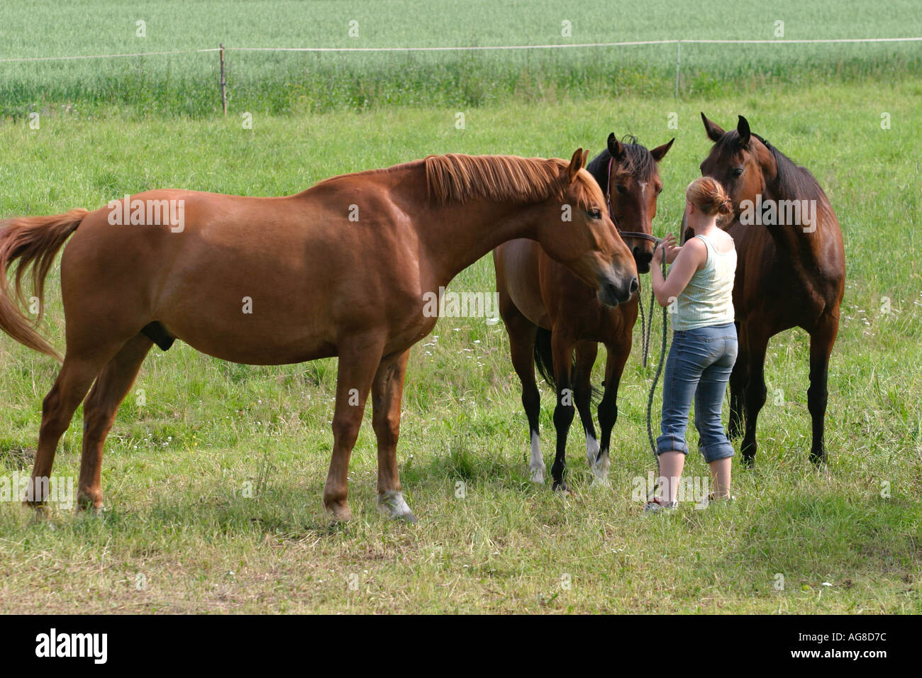 Young female horse keeper and three brown horses , Finland Stock Photo