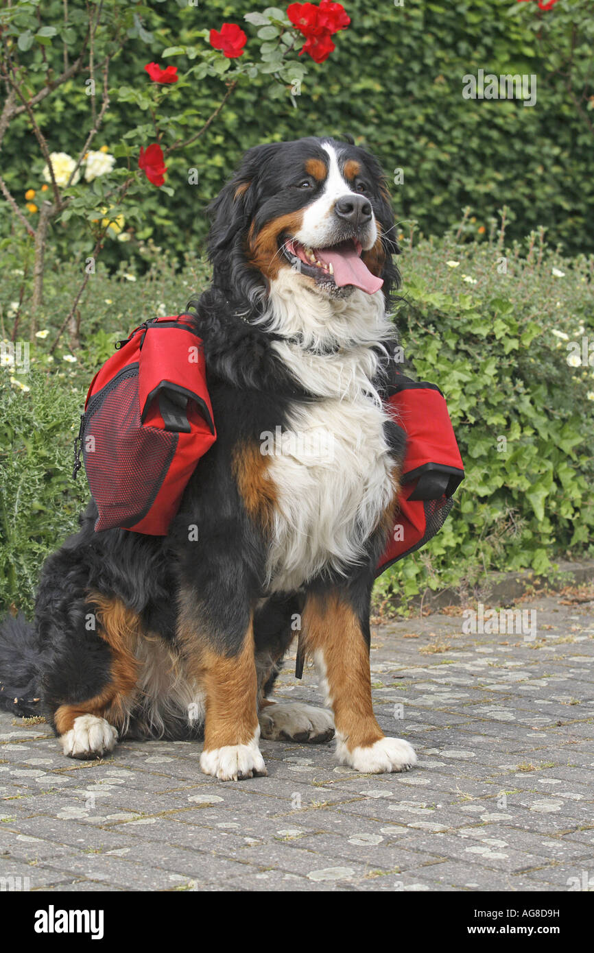 Bernese Mountain Dog Shoulder Bag Bernese Mountain Dog Shoulder Bag