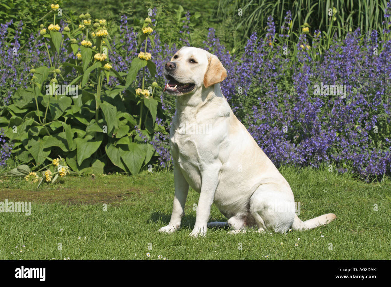 Labrador Retriever (Canis lupus f. familiaris), sitting, Germany Stock ...