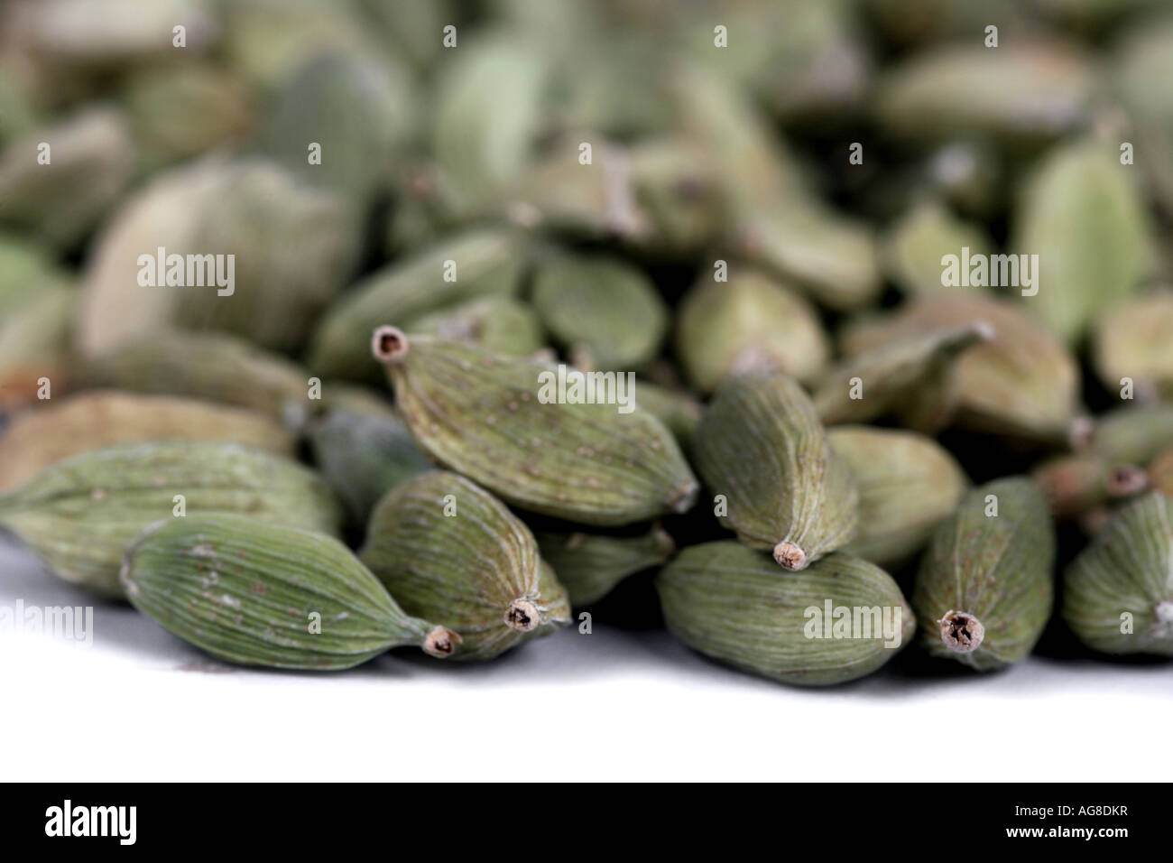 true cardamom (Elettaria cardamomum, Amomum cardamon), capsules Stock Photo