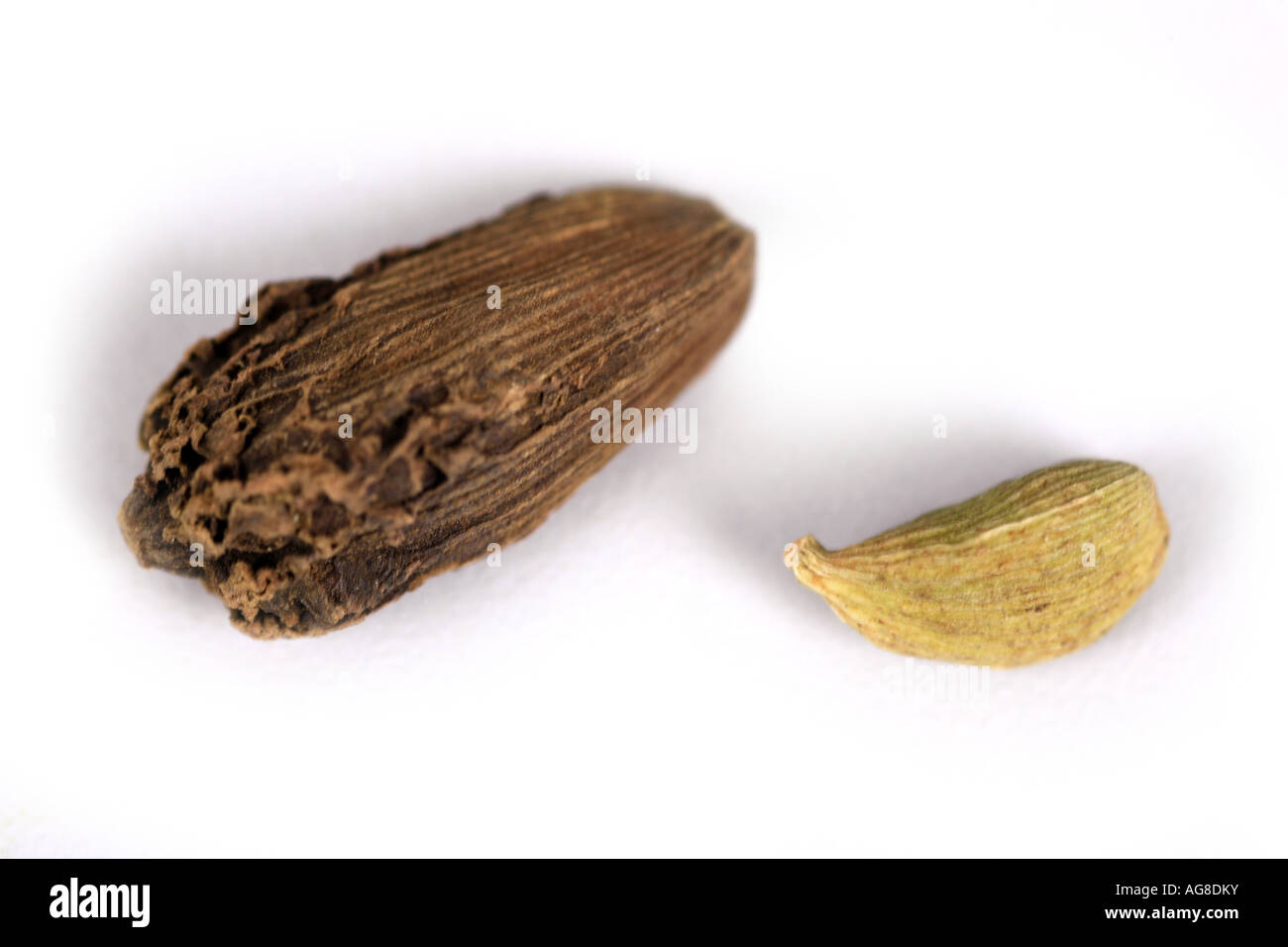 true cardamom (Elettaria cardamomum, Amomum cardamon), with bengal cardamoms, Amomum subulatum (left) Stock Photo