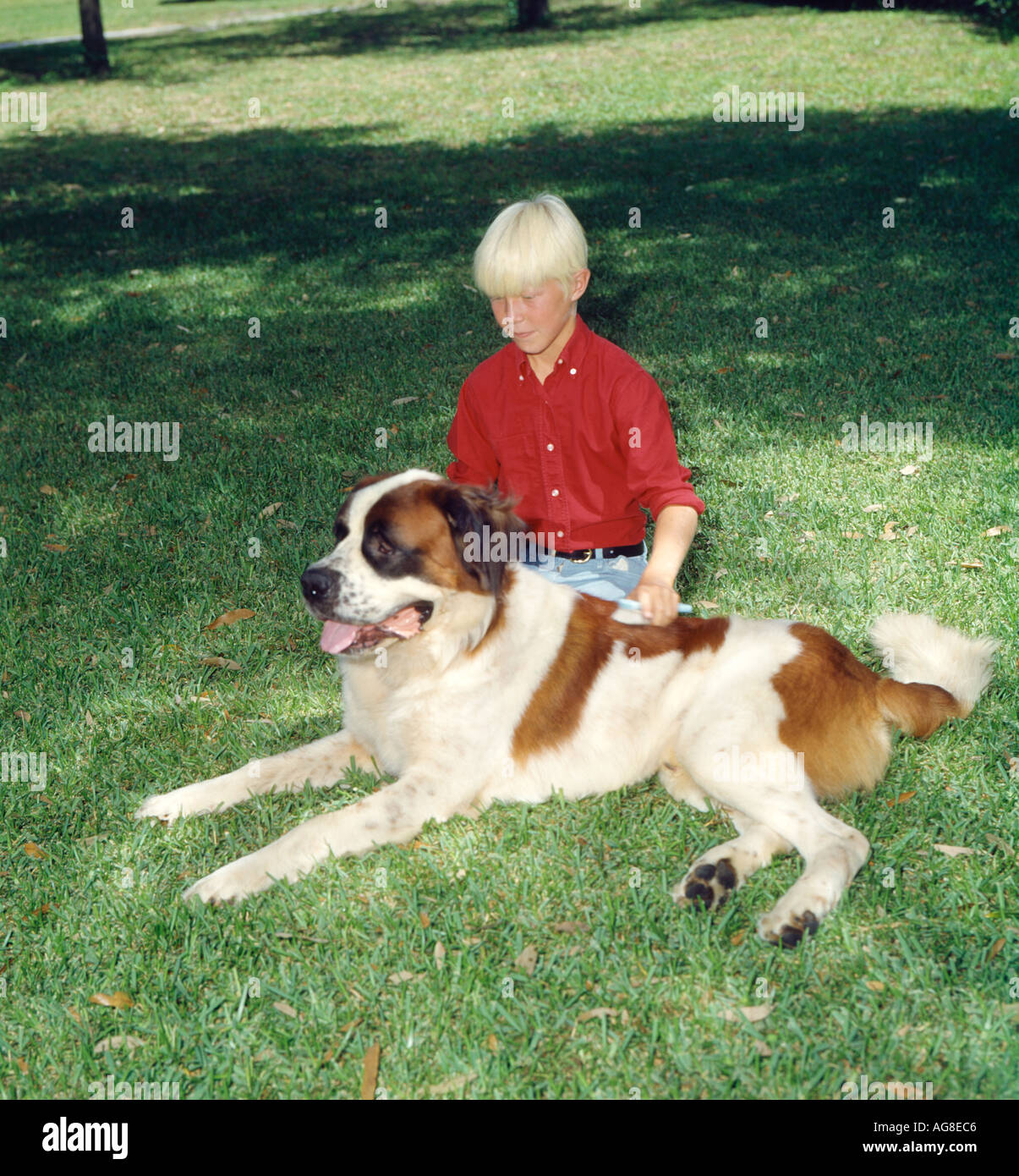 Young Boy Gets Acquainted With His New Pet A Saint Bernard Dog Stock Photo Alamy