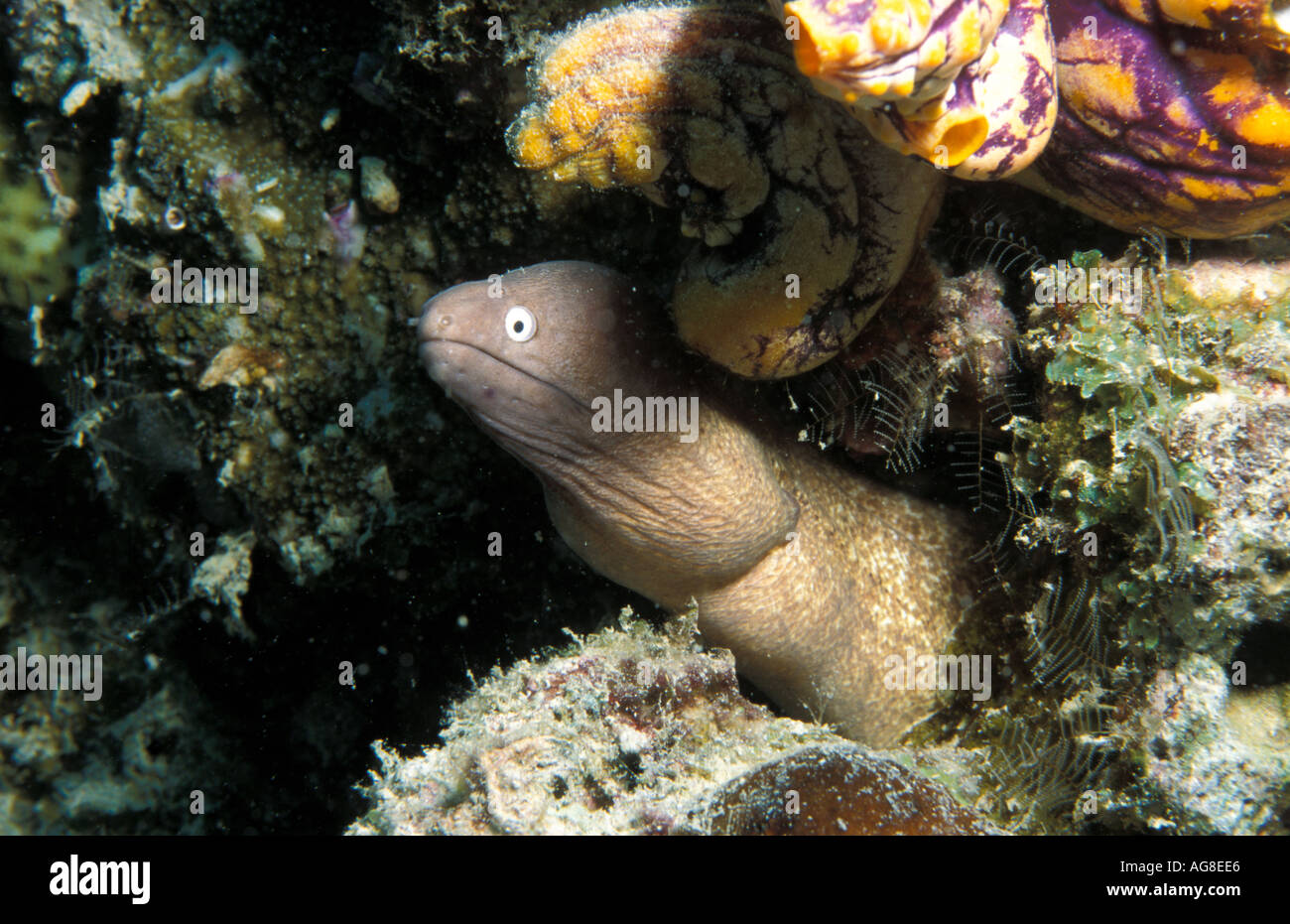 White Eyed Moray Eel Siderea prosopeion Sabah Borneo Stock Photo