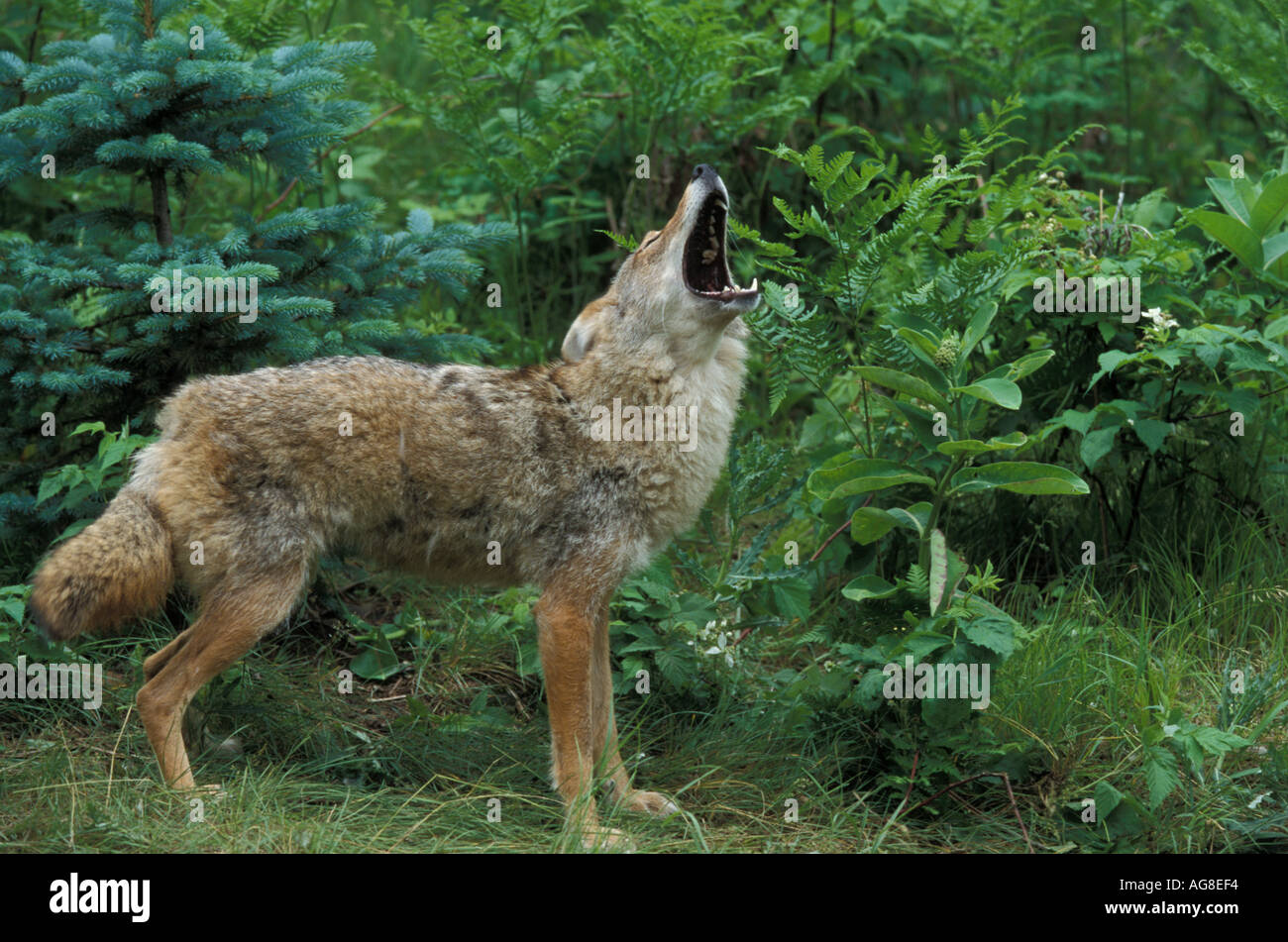Coyote Canis latrans adult female howling Stock Photo - Alamy