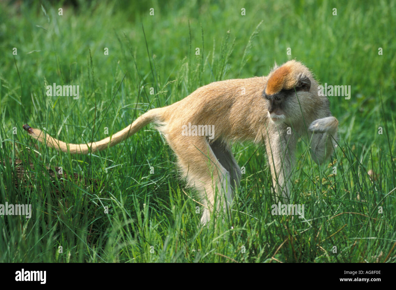 Patas hi-res stock photography and images - Alamy