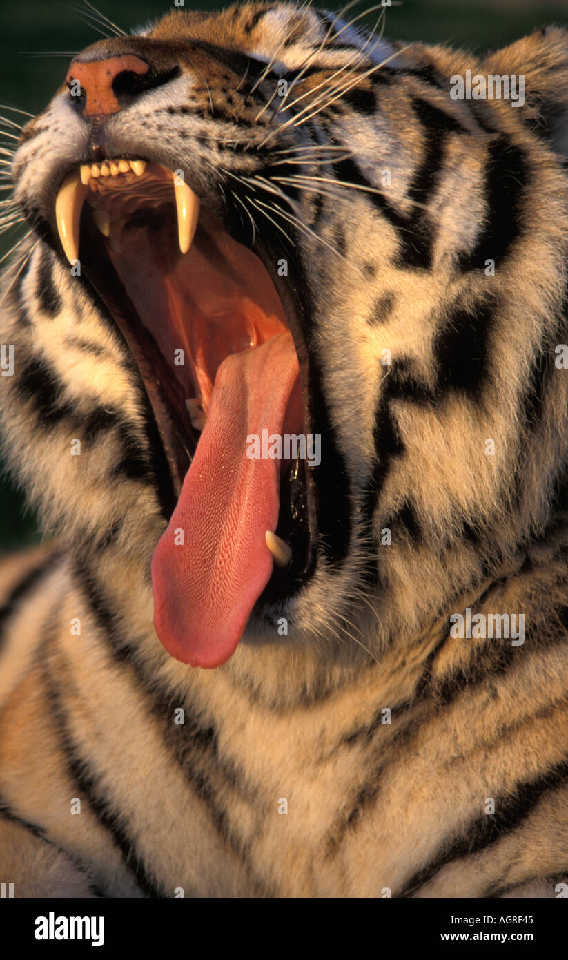 Siberian tiger showing teeth Stock Photo