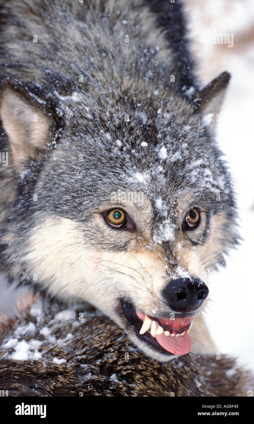 Timber or Grey Wolf Canis Lupus Minnesota USA Stock Photo