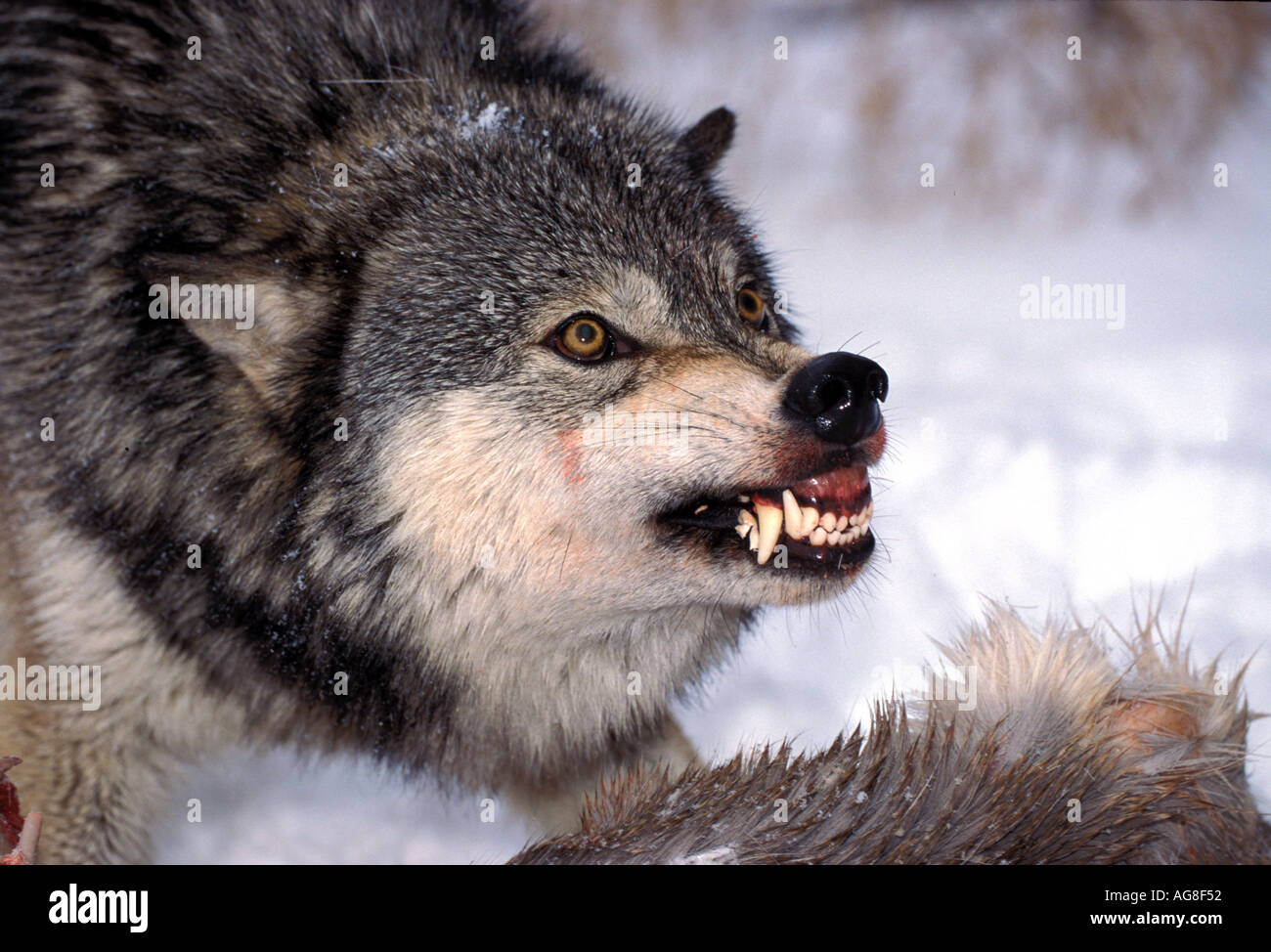 Timber or Grey Wolf Canis Lupus Minnesota USA Stock Photo