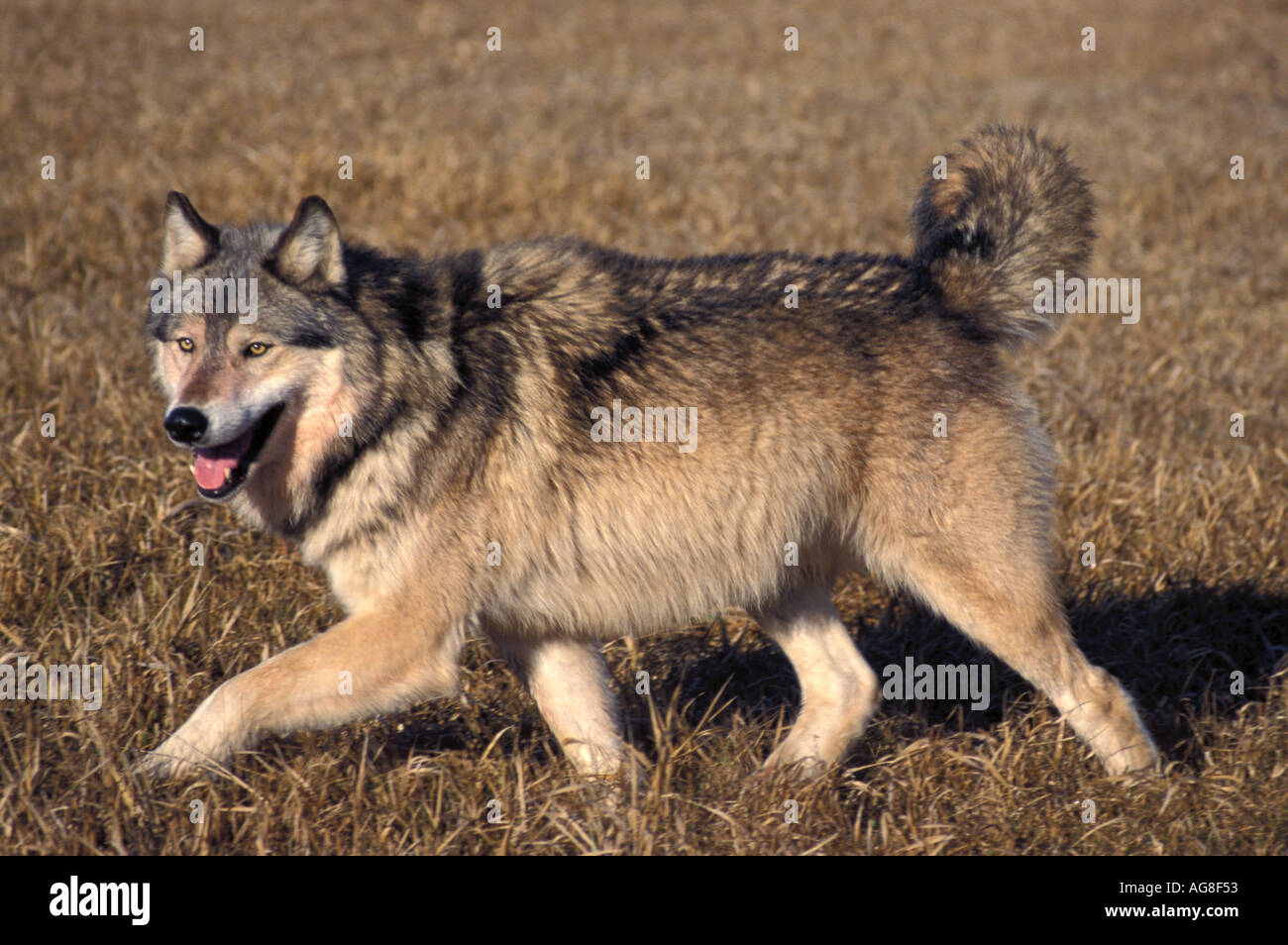 Wolf trotting hi-res stock photography and images - Alamy