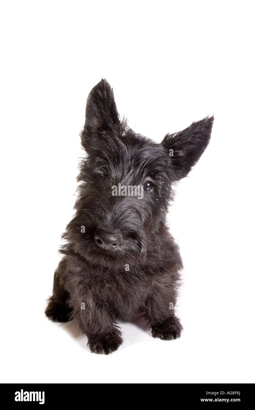 Black Scottish terrier puppy isolated on white background Stock Photo