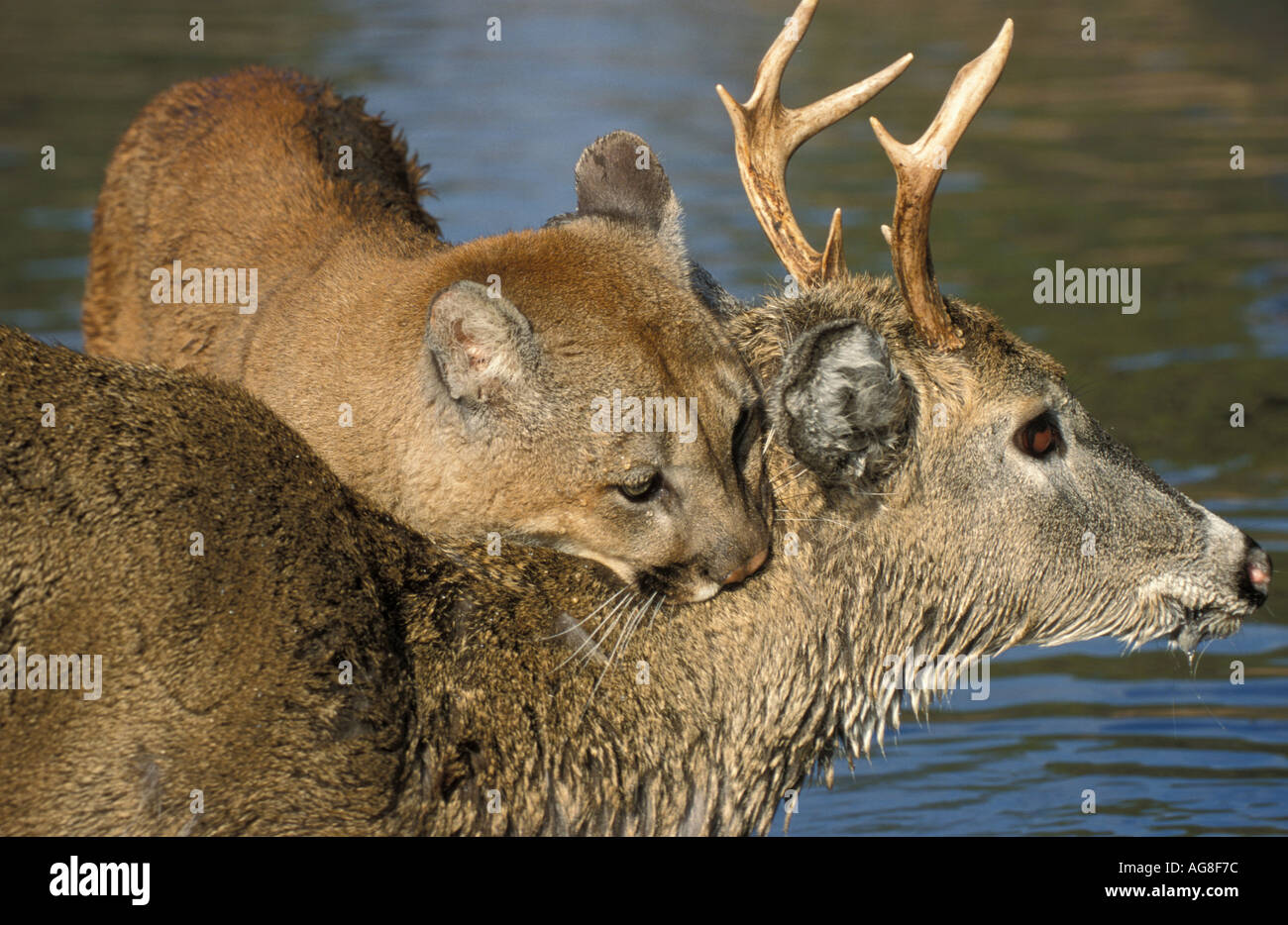 Mountain Lion Puma Cougar Felis concolor Minnesota on deer kill Stock Photo  - Alamy