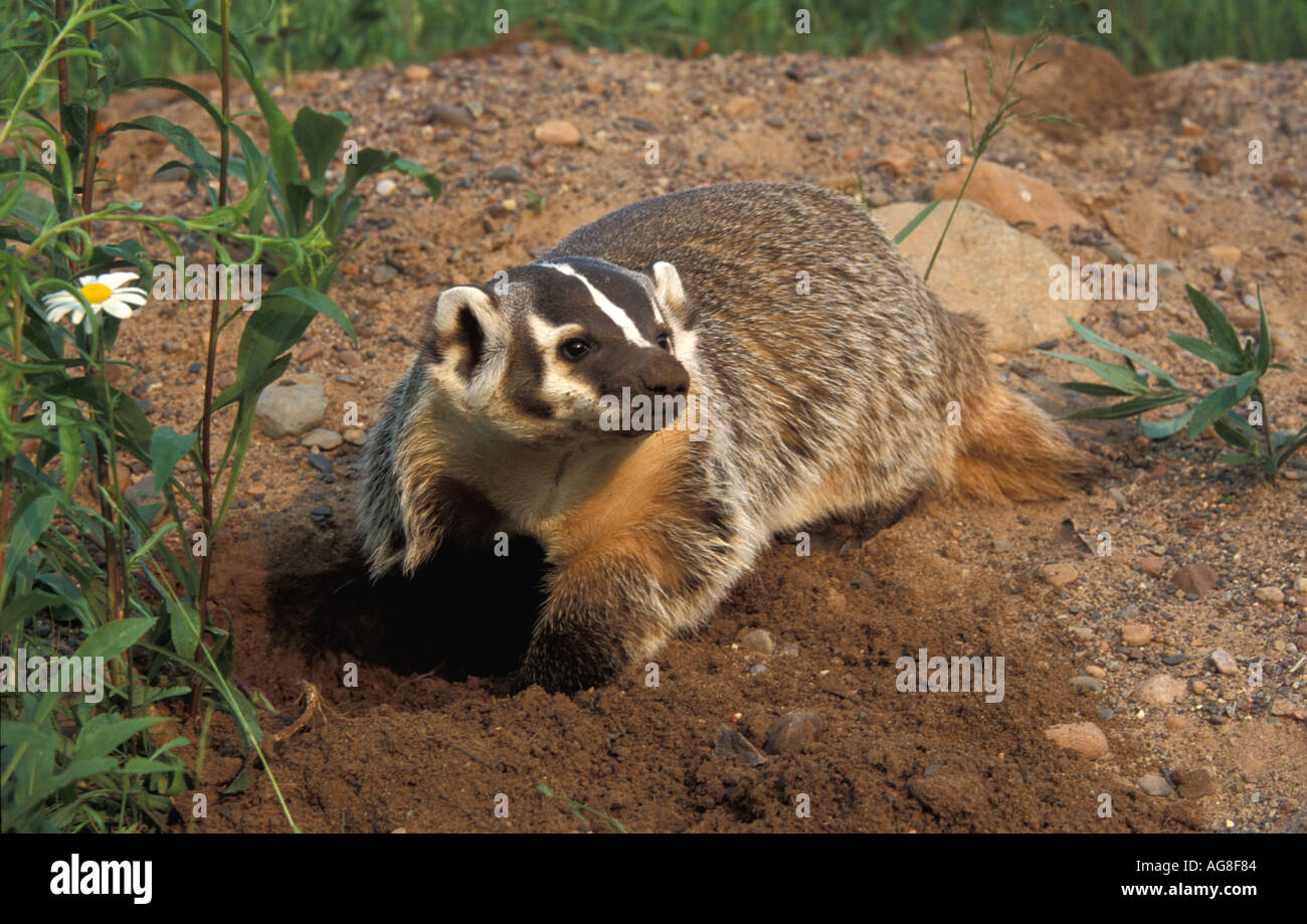 Taxus hi-res stock photography and images - Alamy