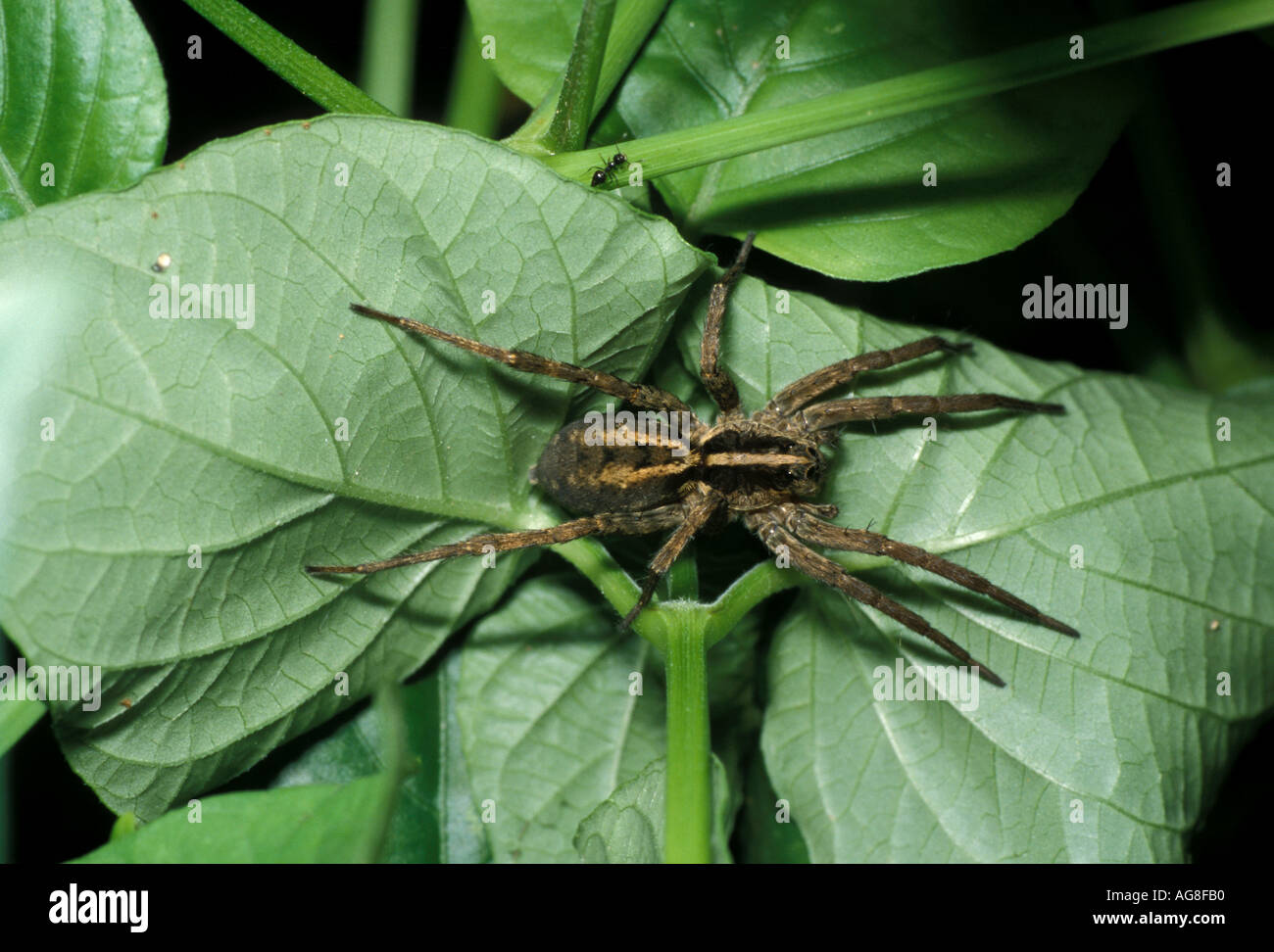 Wolf Spider Margarita Island Venezuela Stock Photo