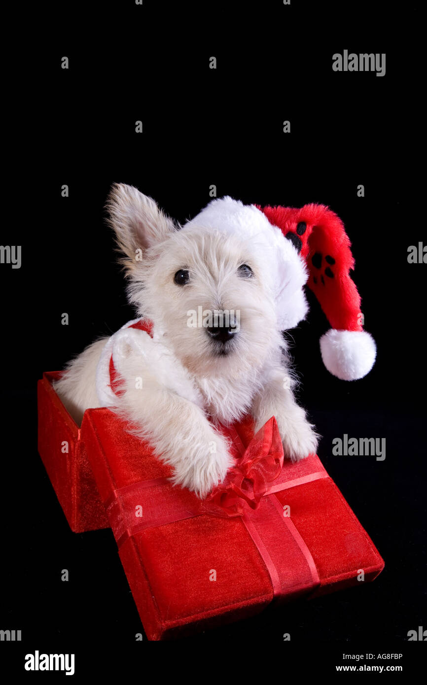 scottish terrier hat
