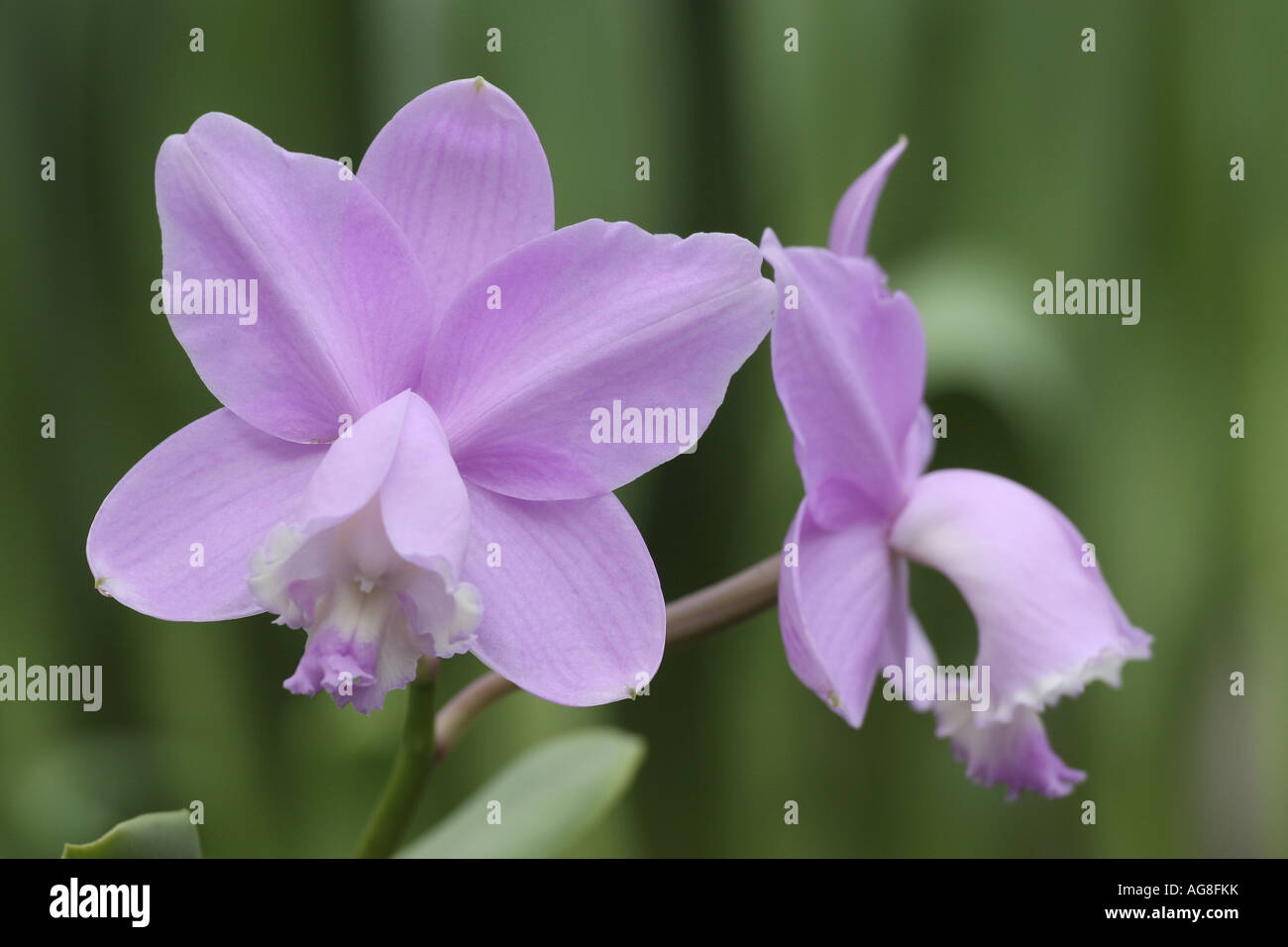 cattleya orchid (Cattleya loddigesii), flowers Stock Photo