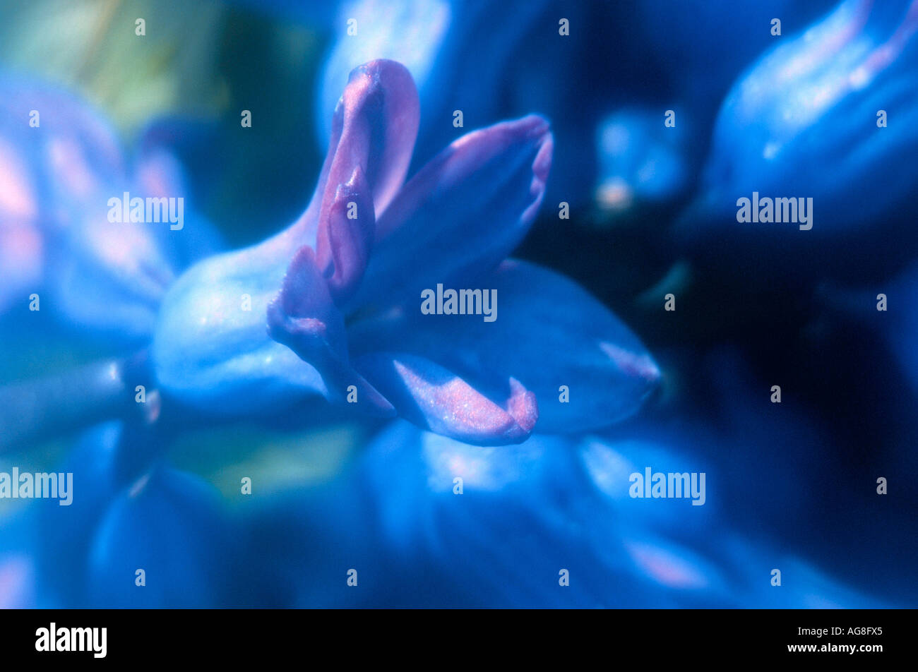 Hyacinth, blossom detail / (Hyacinthus orientalis hybride) Stock Photo