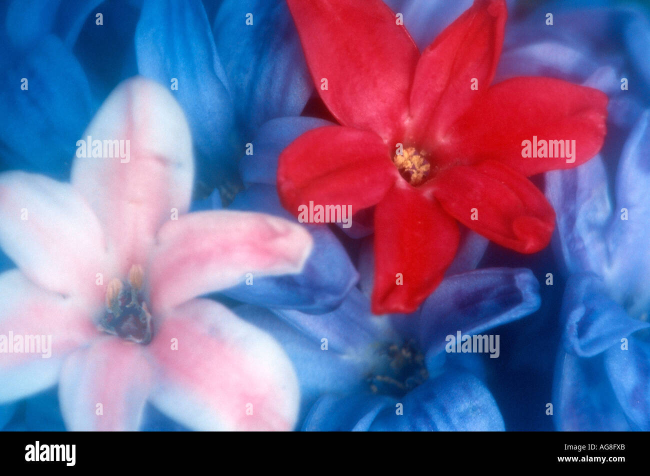 Hyacinth, blossom detail / (Hyacinthus orientalis hybride) Stock Photo