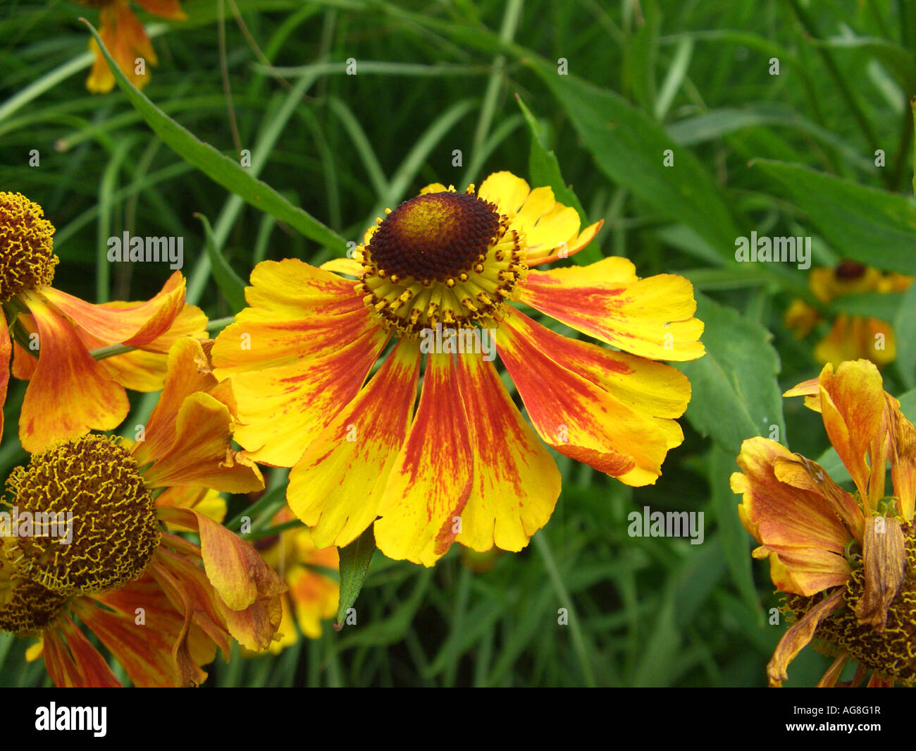 Sneezeweed (Helenium 'Flammenrad', Helenium Flammenrad, Helenium-Hybride Flammenrad), inflorescence Stock Photo