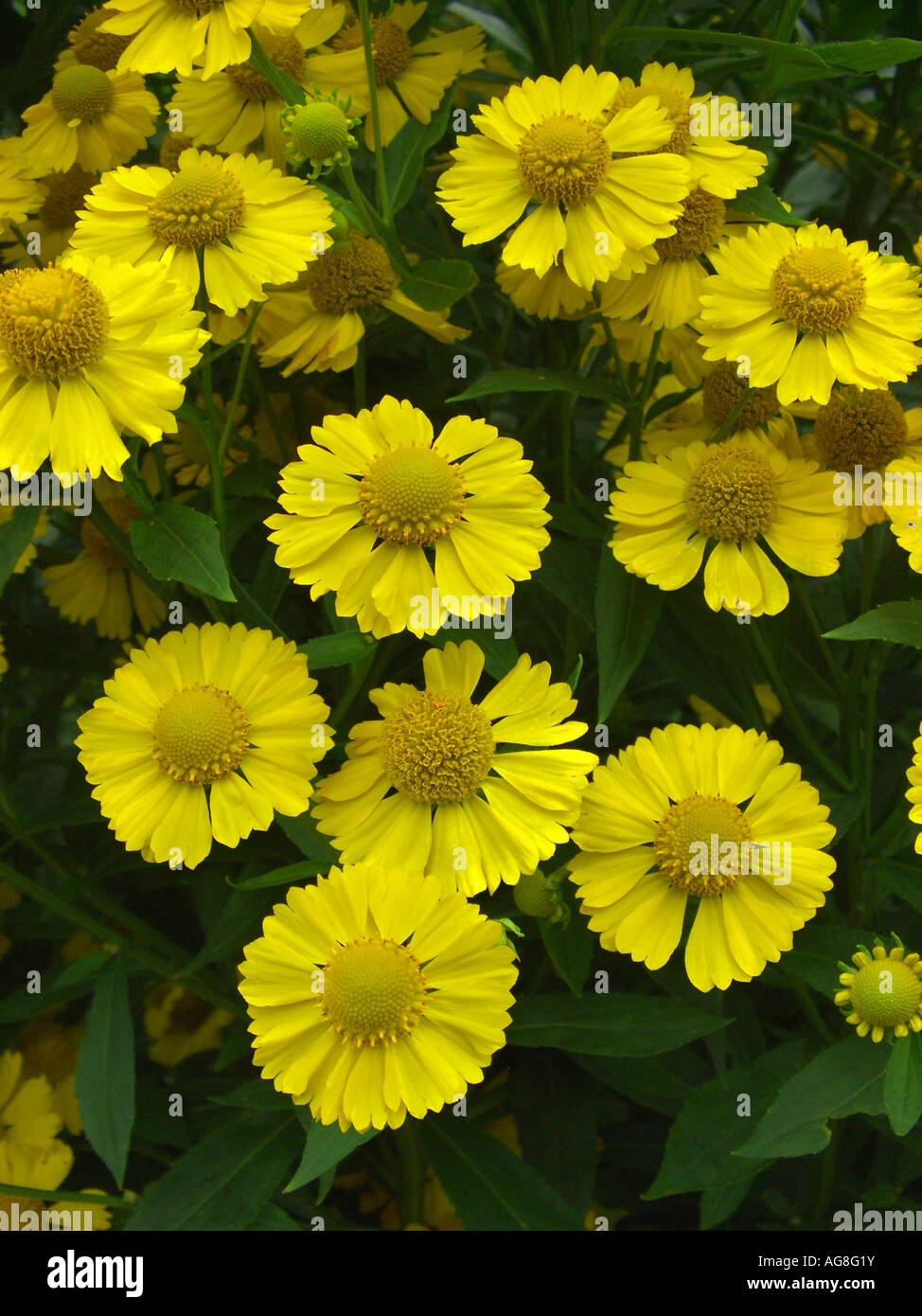 Sneezeweed (Helenium 'Kugelsonne', Helenium Kugelsonne, Helenium-Hybride Kugelsonne), inflorescence Stock Photo