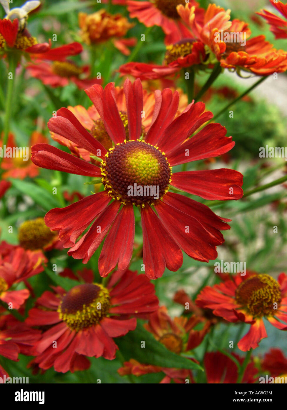 Sneezeweed (Helenium 'Waldhorn', Helenium Waldhorn, Helenium-Hybride Waldhorn), inflorescence Stock Photo