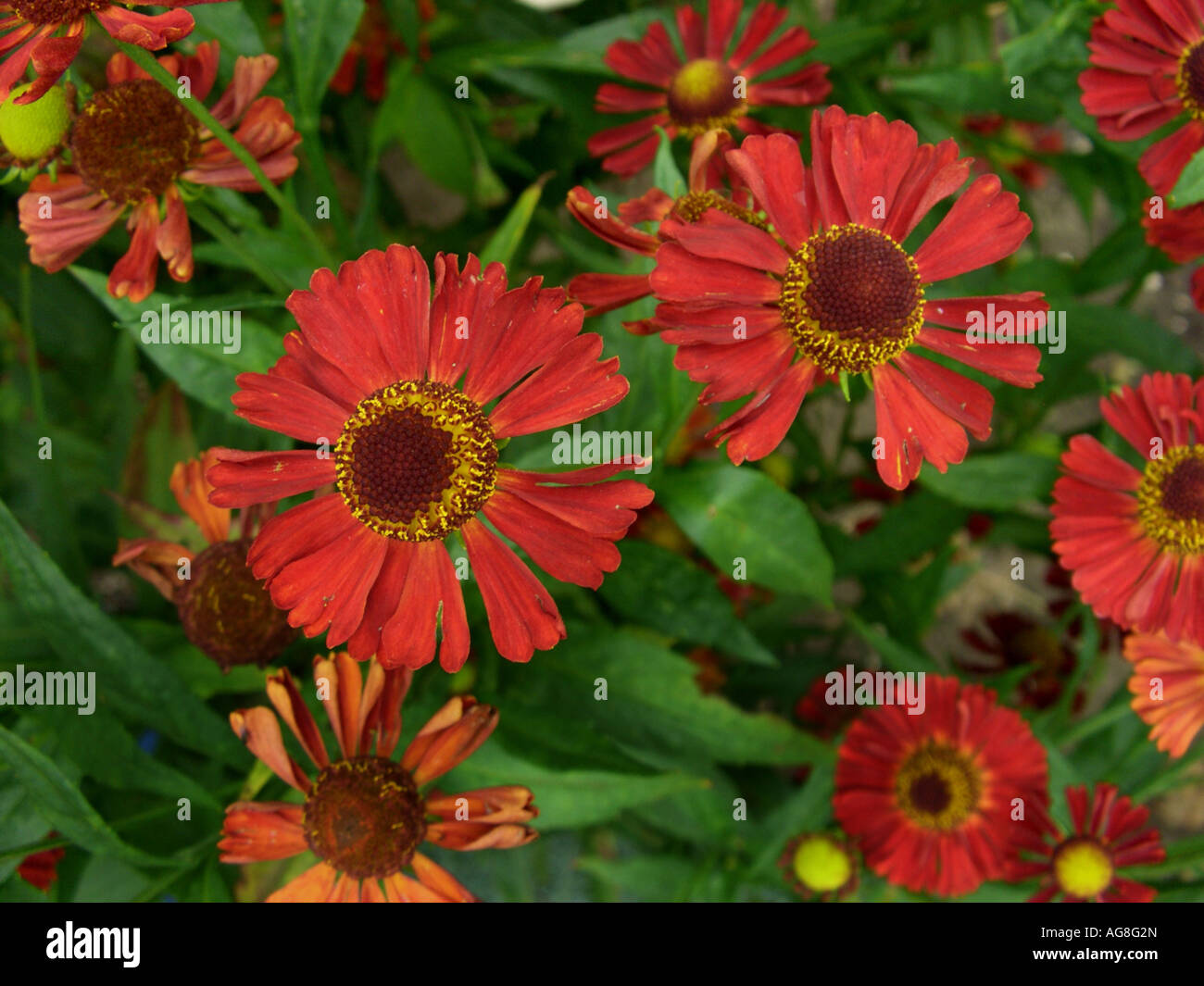 Sneezeweed (Helenium 'Waldhorn', Helenium Waldhorn, Helenium-Hybride Waldhorn), inflorescence Stock Photo