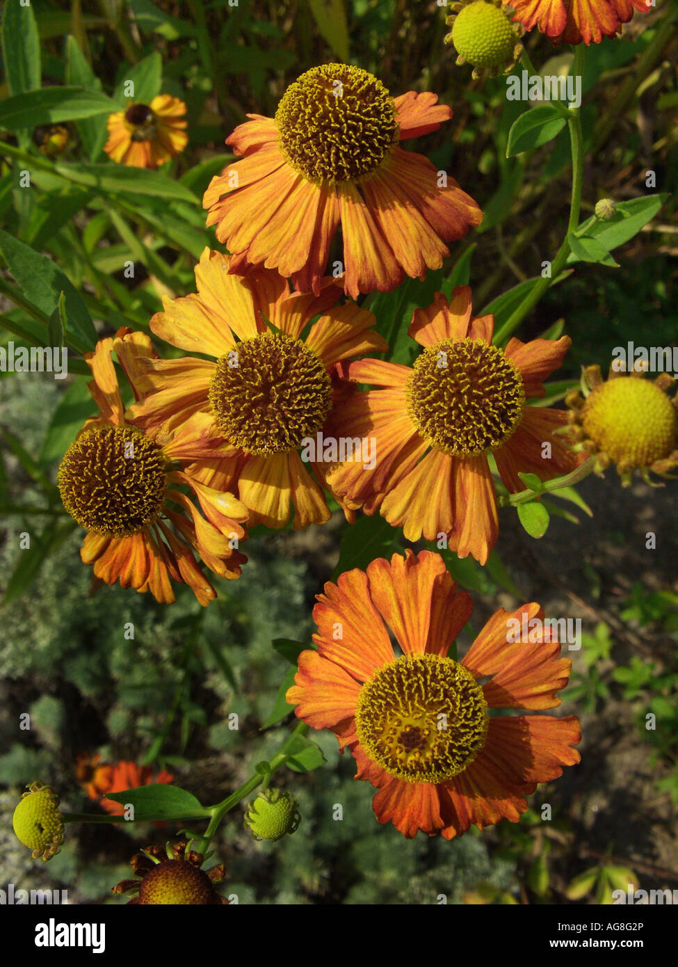 Sneezeweed (Helenium 'Septemberfuchs', Helenium Septemberfuchs, Helenium-Hybride Septemberfuchs), inflorescence Stock Photo