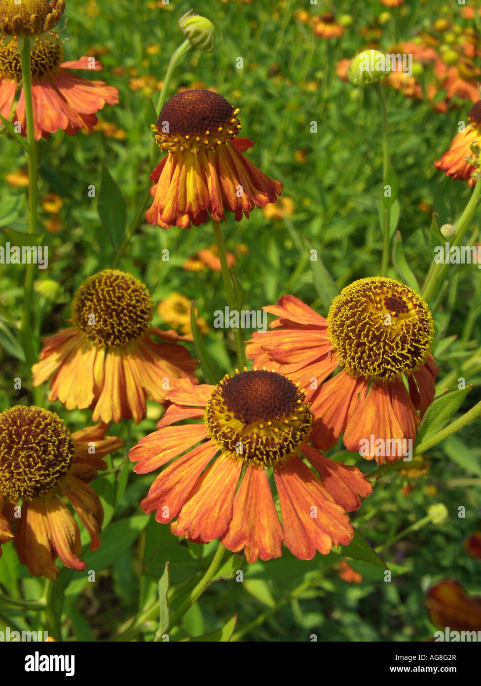 Sneezeweed (Helenium 'Septemberfuchs', Helenium Septemberfuchs, Helenium-Hybride Septemberfuchs), inflorescence Stock Photo