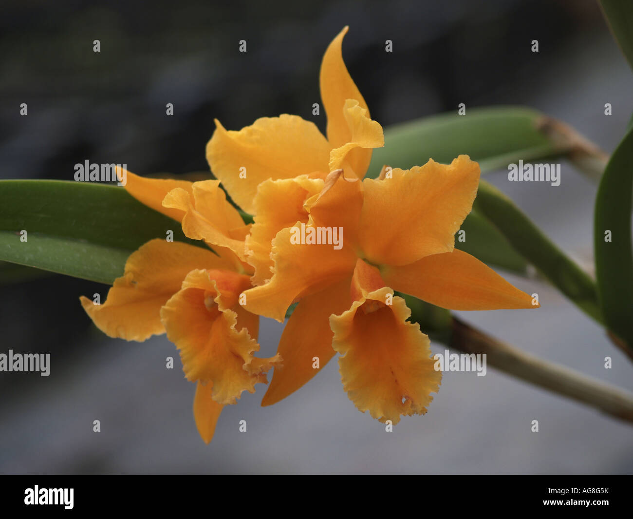 cattleya orchid (Cattleya spec.), flowers Stock Photo