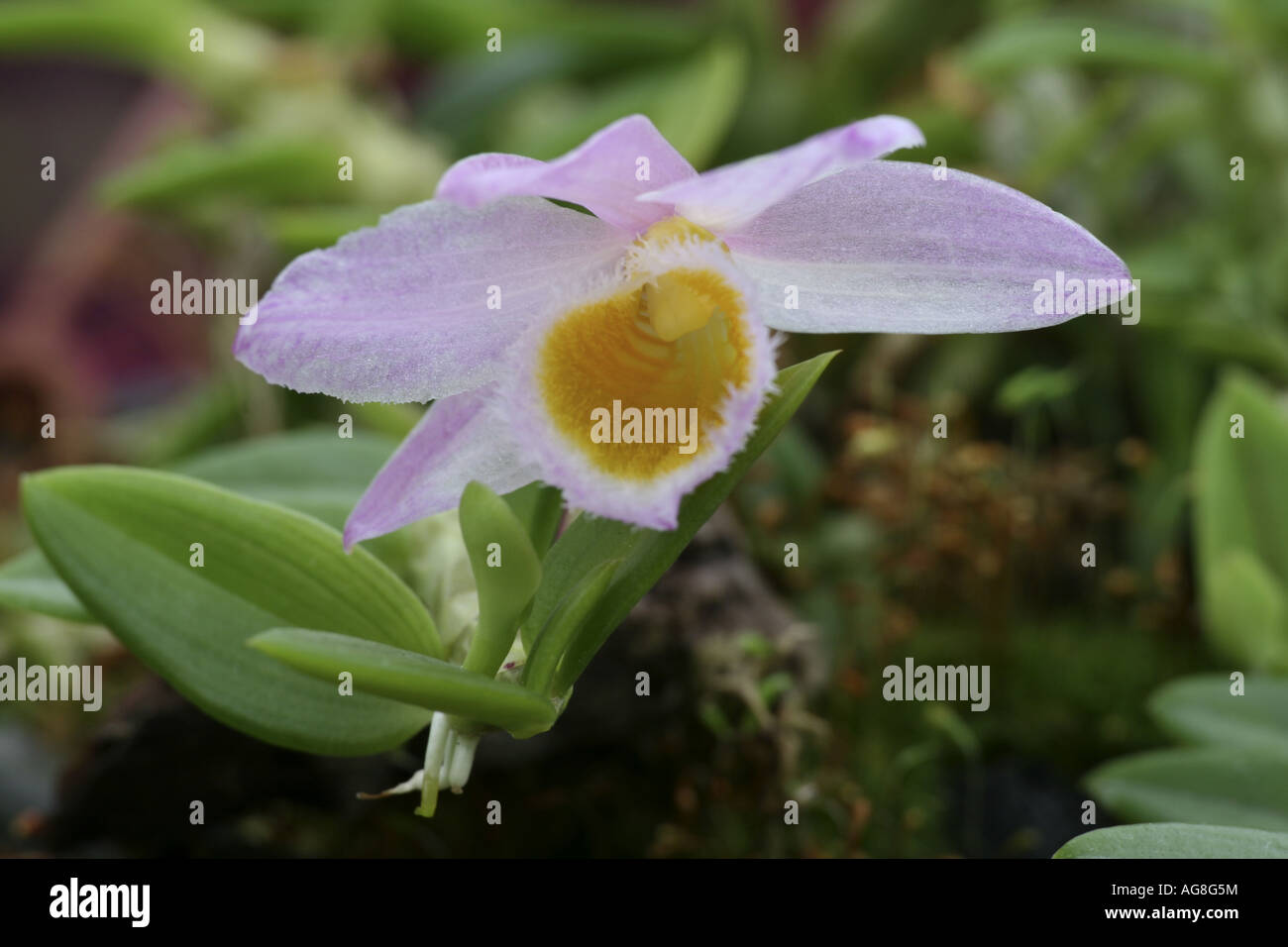 Dendrobium (Dendrobium loddigesii), flower Stock Photo