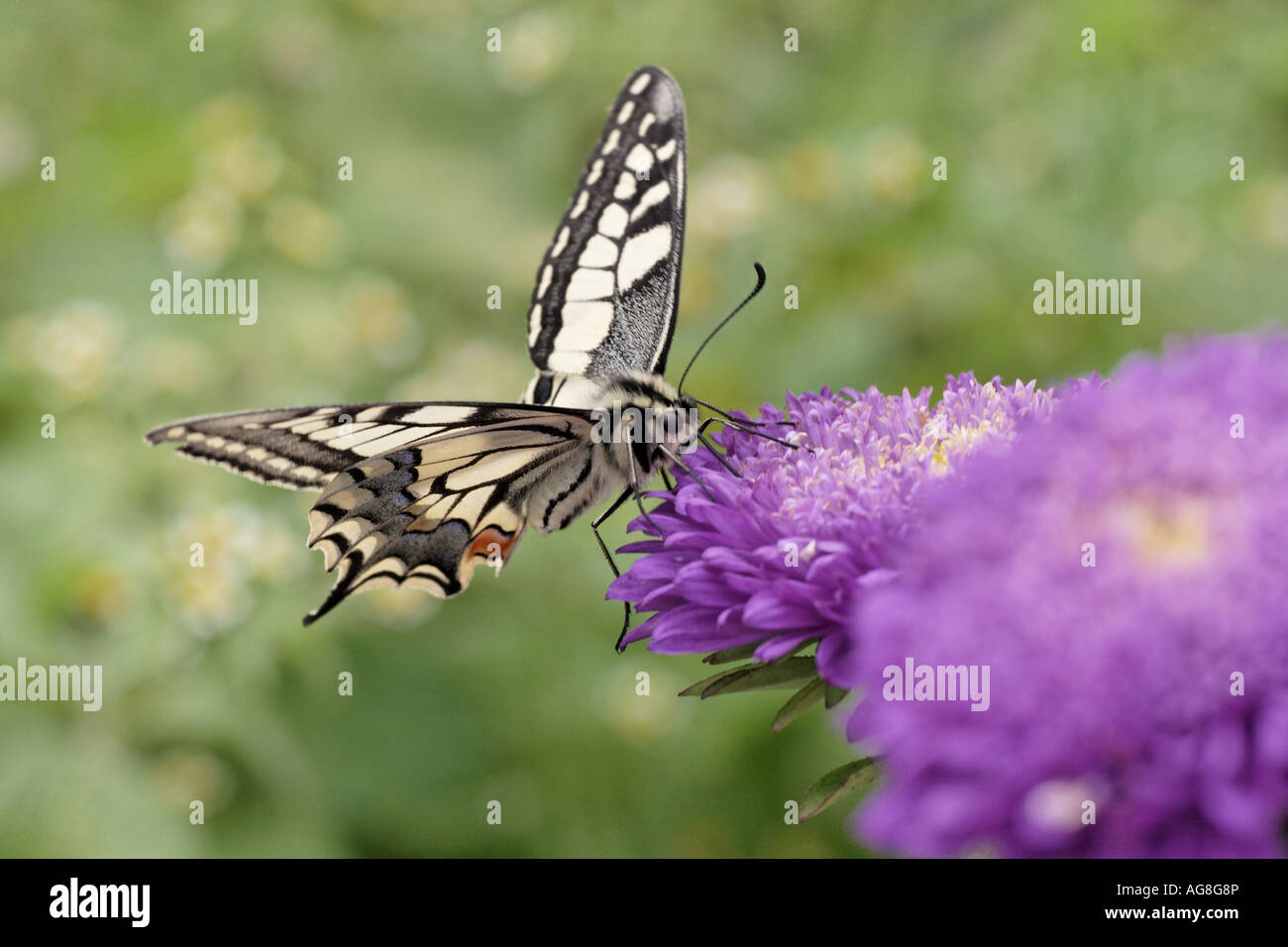 swallowtail (Papilio machaon), on flower of Callistephus, Germany, North Rhine-Westphalia Stock Photo