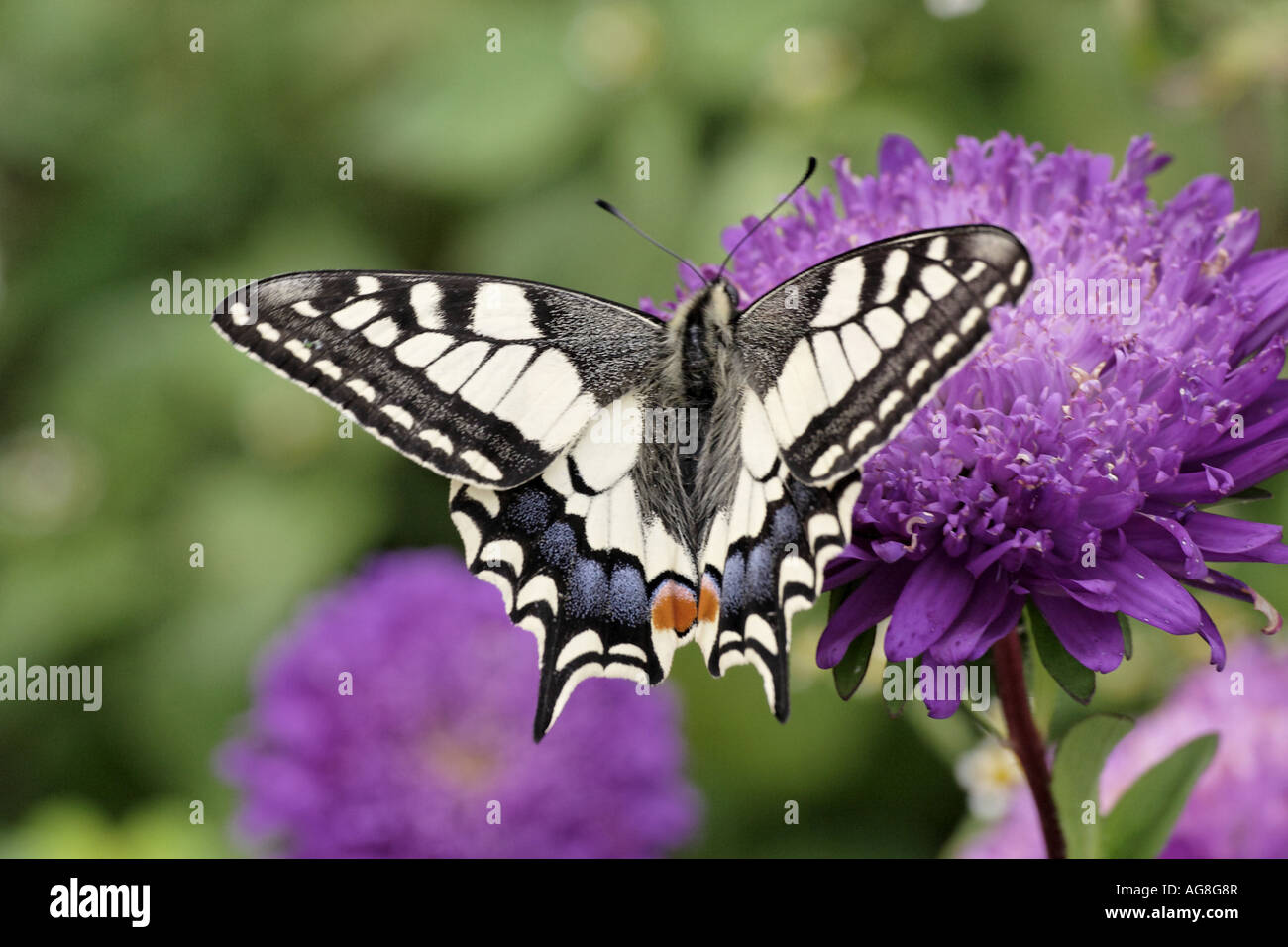 swallowtail (Papilio machaon), on flower of Callistephus, Germany, North Rhine-Westphalia Stock Photo