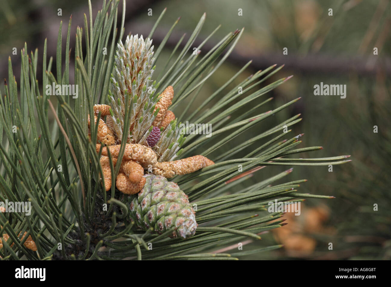 European black pine, Austrian pine, Black Pine, Corsican Pine (Pinus nigra), blooming cone, mature cone and male caktins Stock Photo