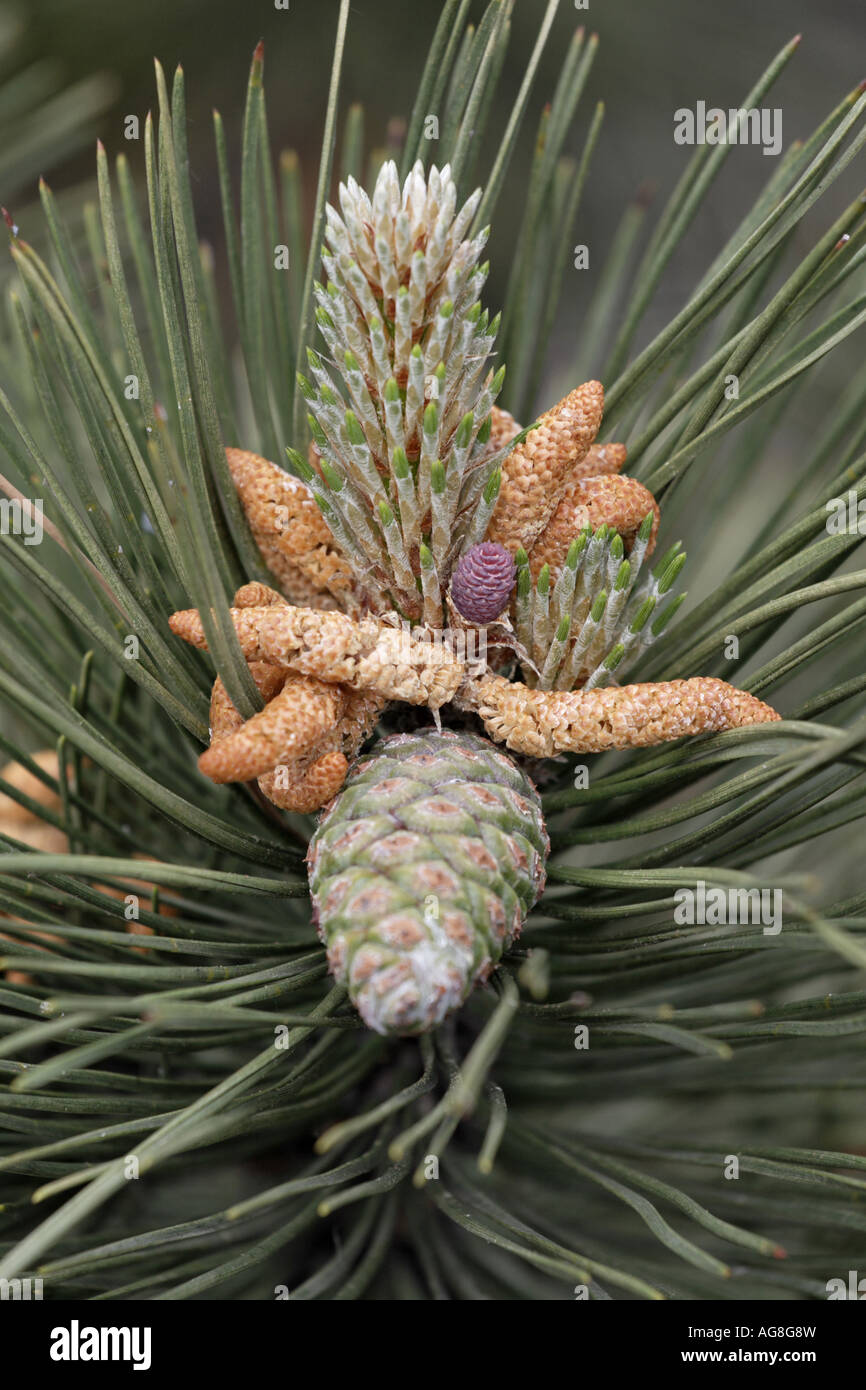 European black pine, Austrian pine, Black Pine, Corsican Pine (Pinus nigra), blooming cone, mature cone and male caktins Stock Photo