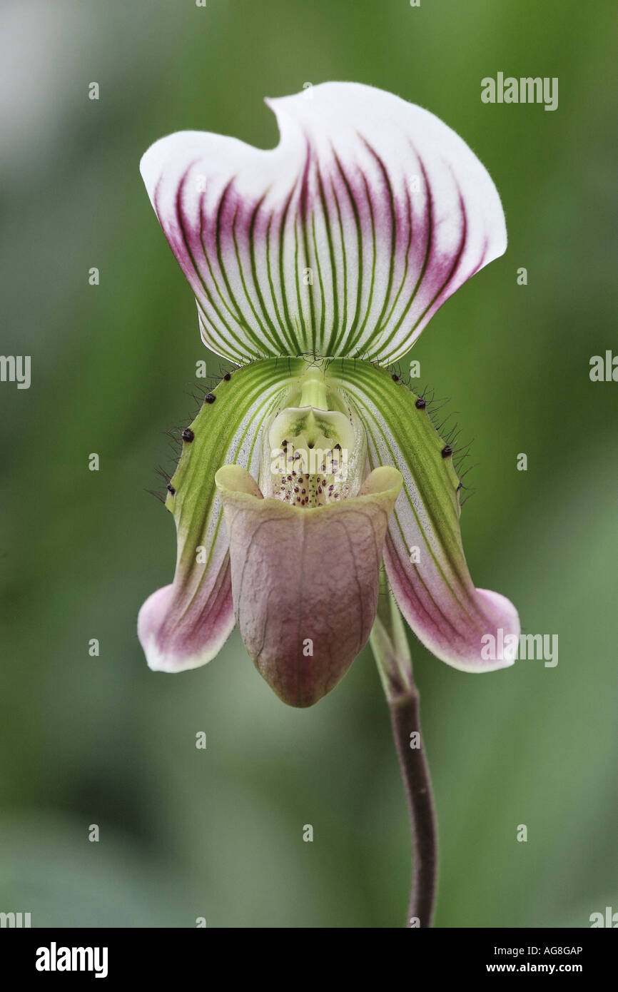 Lady slipper (Paphiopedilum callosum), flower Stock Photo