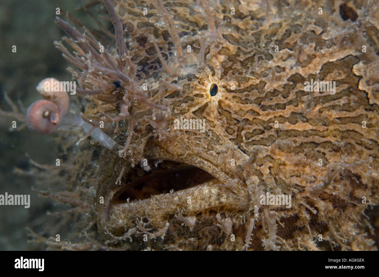 Striated Frogfish (Antennarius striatus), a type of angler fish, in Singer  Island, FL Stock Photo - Alamy