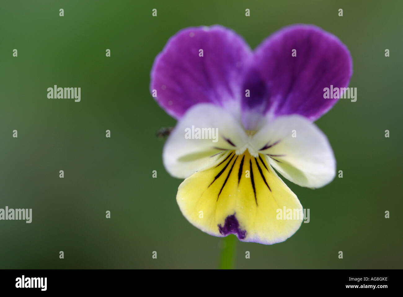 Wild Pansy / (Viola tricolor Stock Photo Alamy