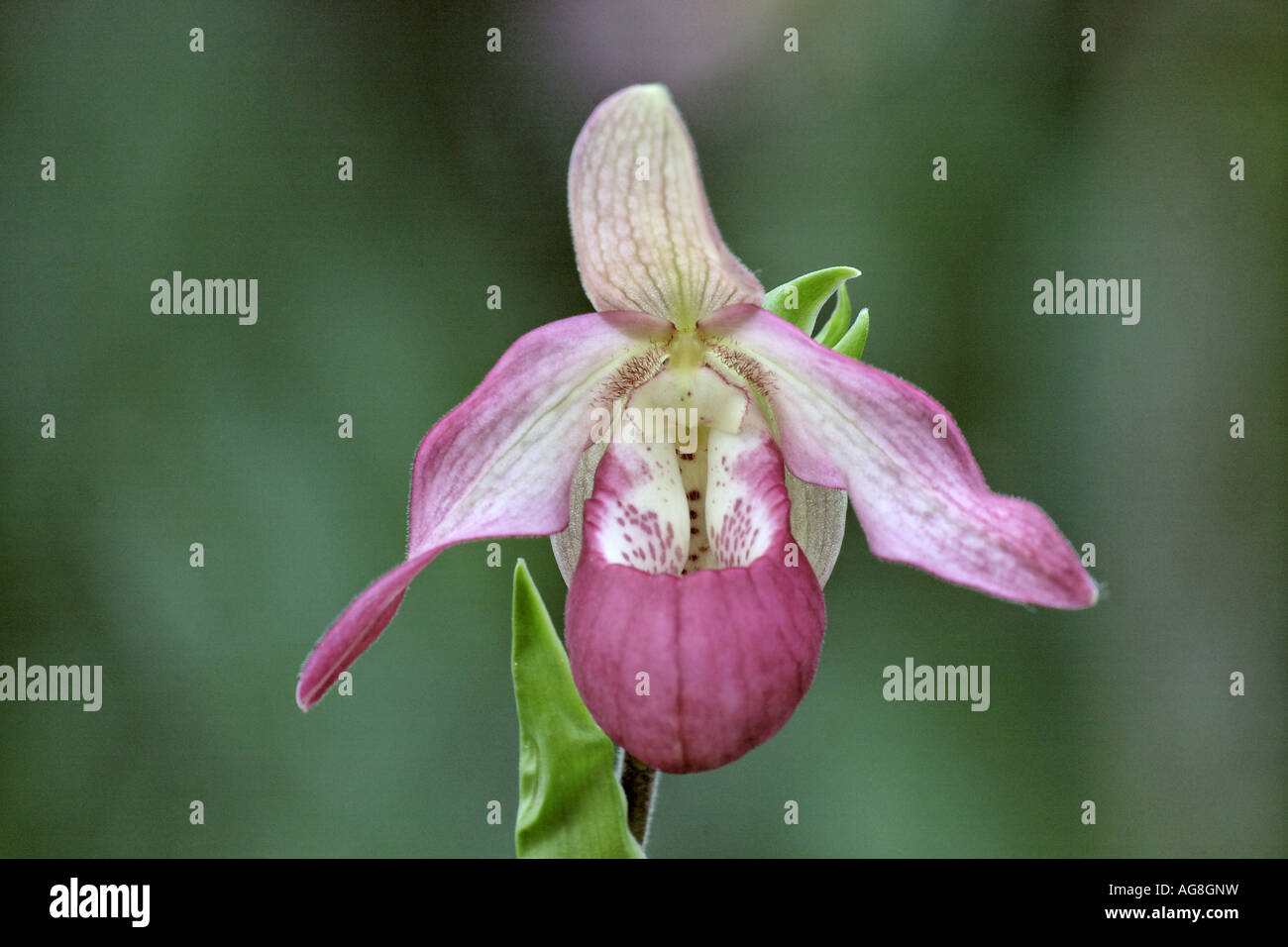 Phragmipedium (Phragmipedium 'Sedenii', Phragmipedium Sedenii), flower Stock Photo