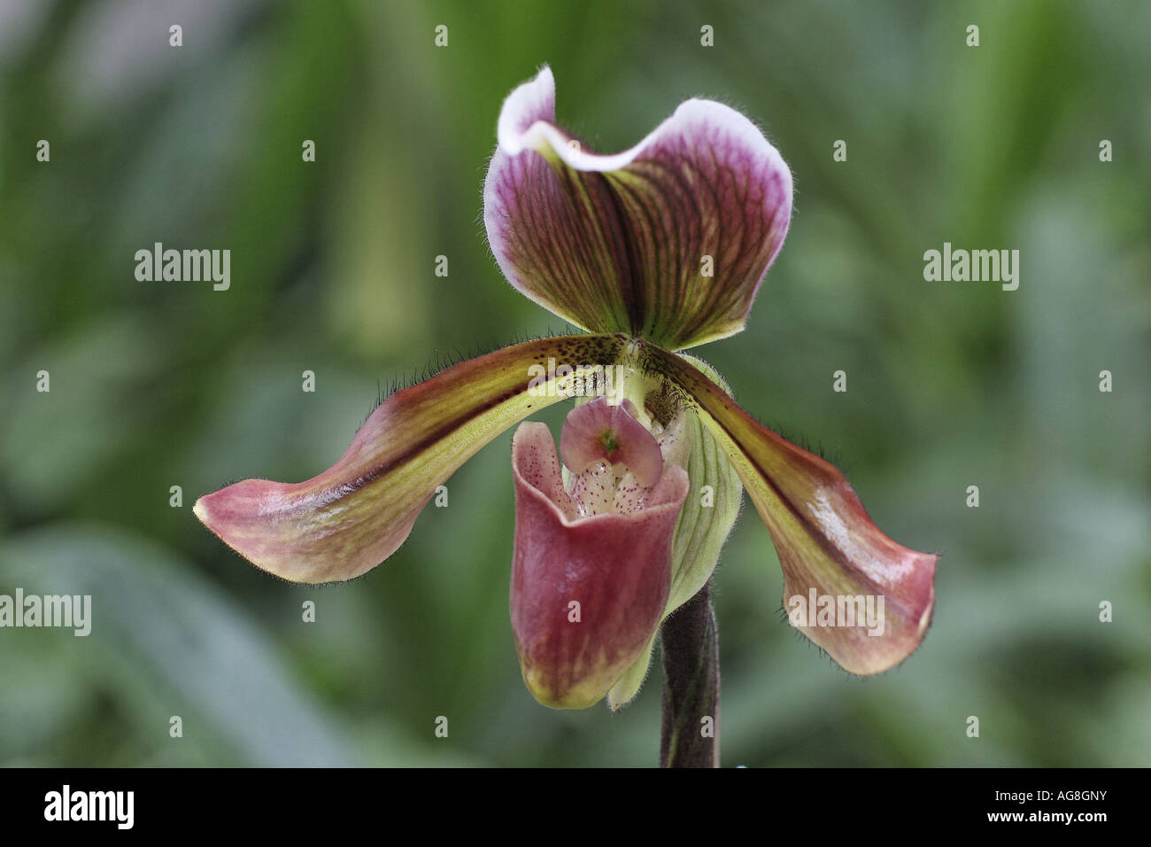 Pahiopedilum (Paphiopedilum-Hybride), flower Stock Photo