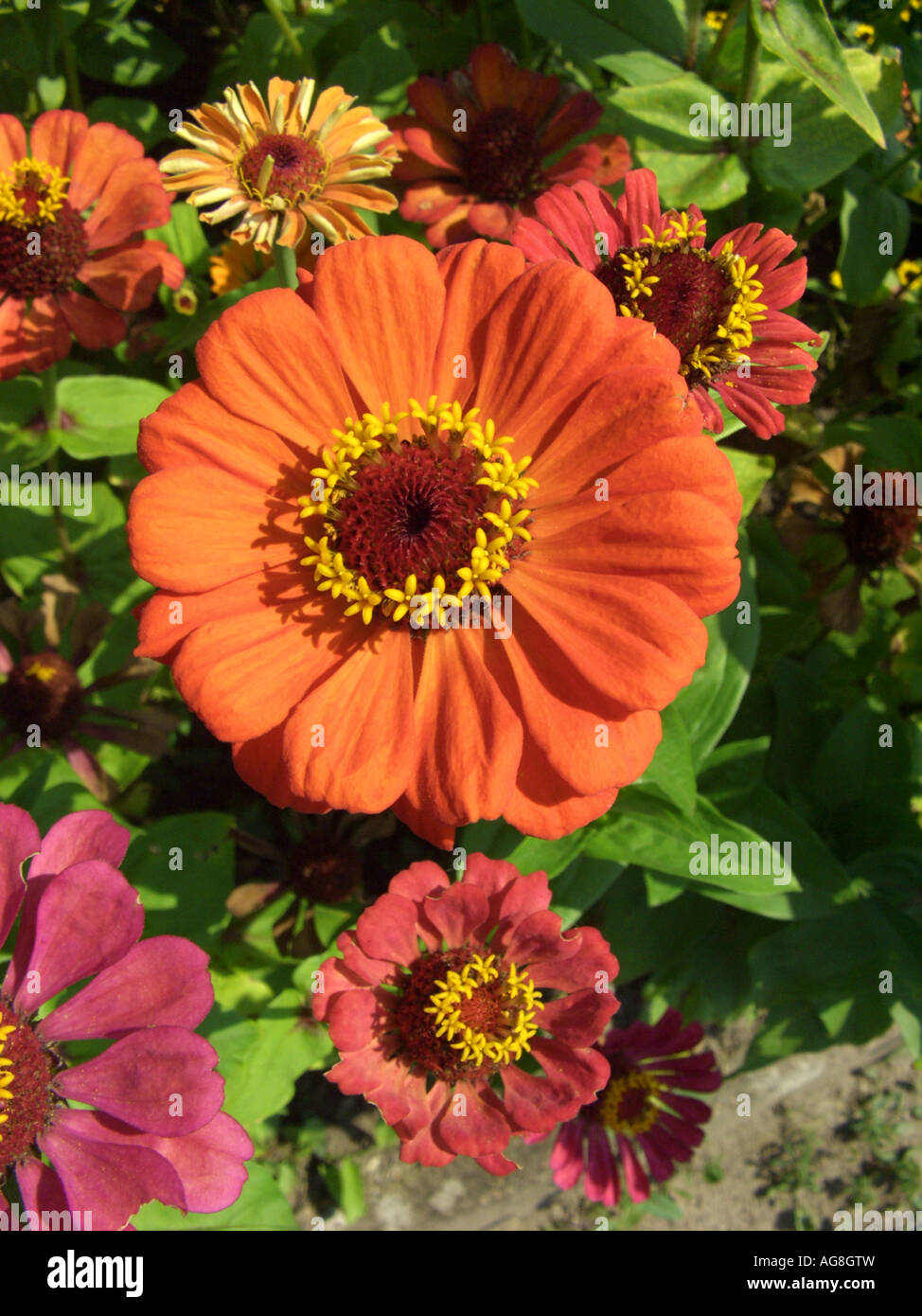 Zinnia, Youth-and-old age, Common Zinnia (Zinnia elegans), blooming Stock Photo