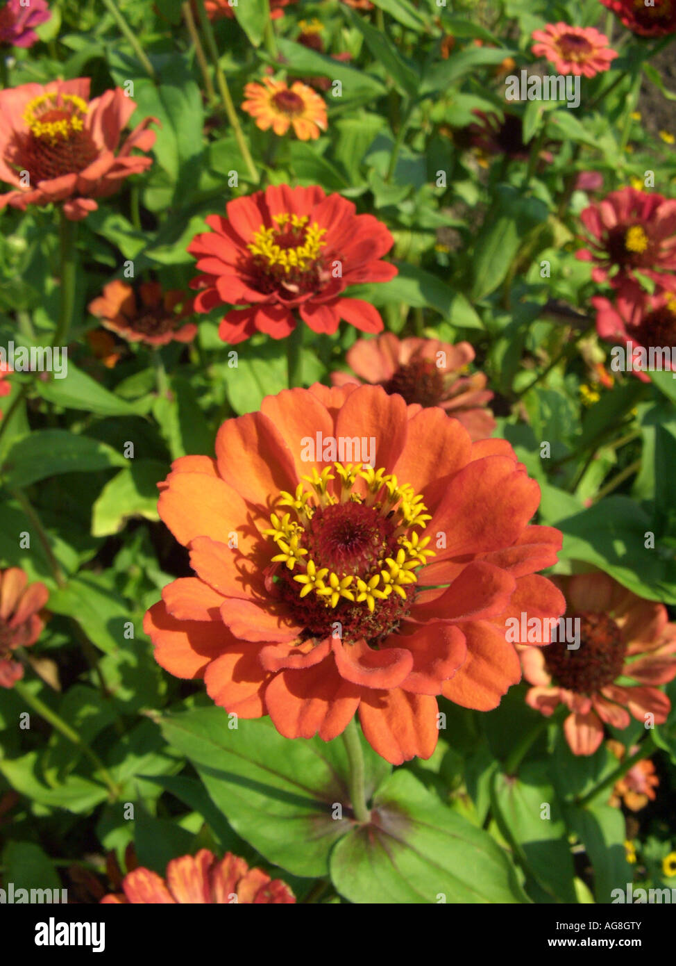 Zinnia, Youth-and-old age, Common Zinnia (Zinnia elegans), blooming Stock Photo