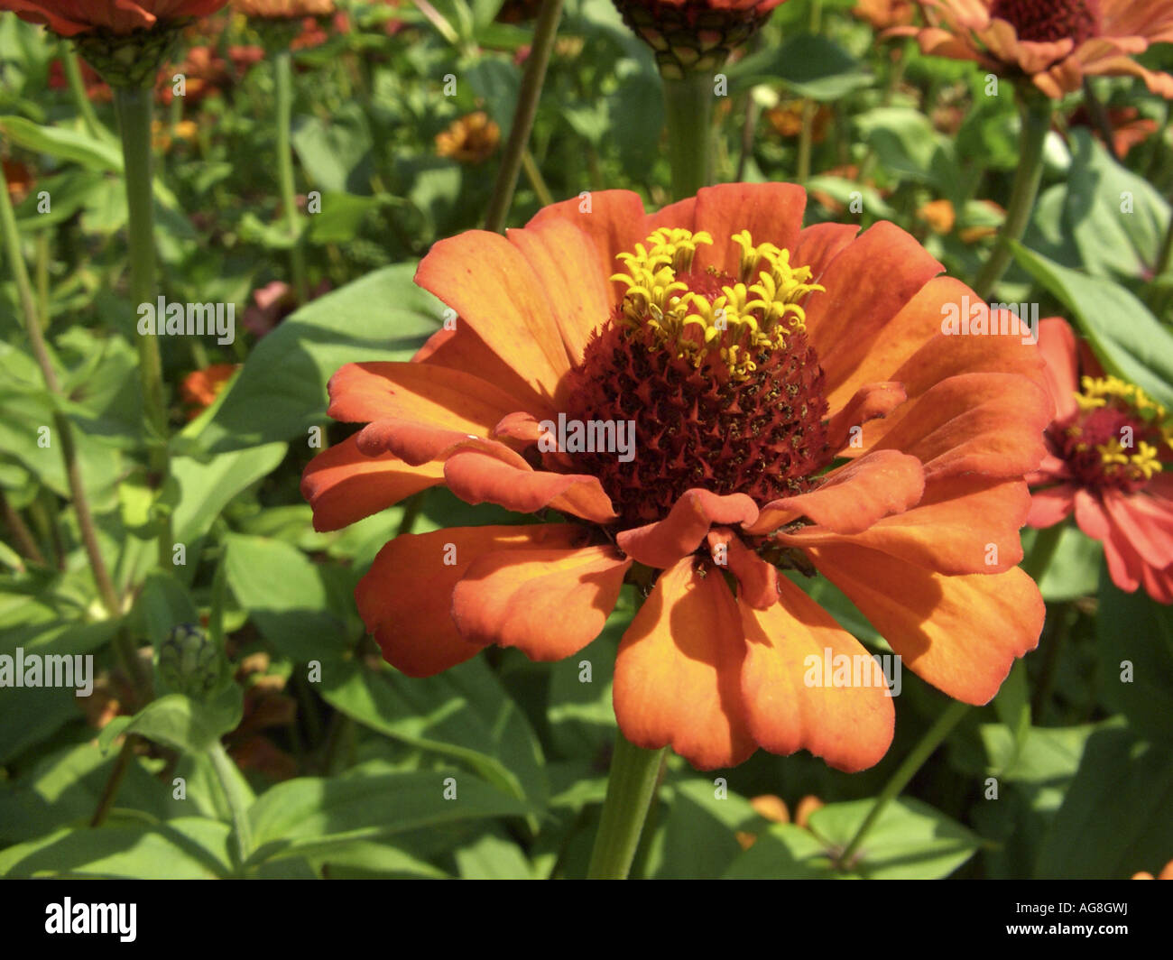 Zinnia, Youth-and-old age, Common Zinnia (Zinnia elegans), inflorescence Stock Photo