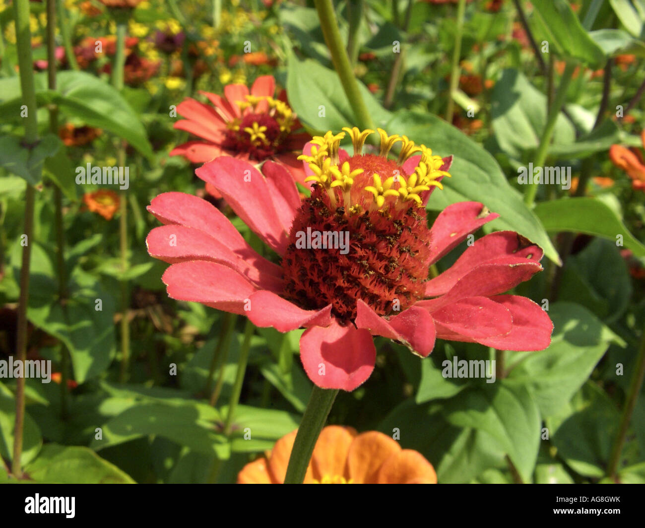 Zinnia, Youth-and-old age, Common Zinnia (Zinnia elegans), inflorescence Stock Photo