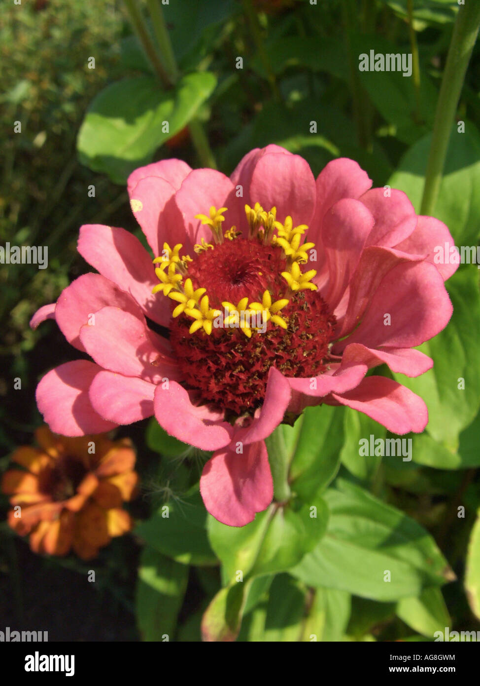 Zinnia, Youth-and-old age, Common Zinnia (Zinnia elegans), inflorescence Stock Photo