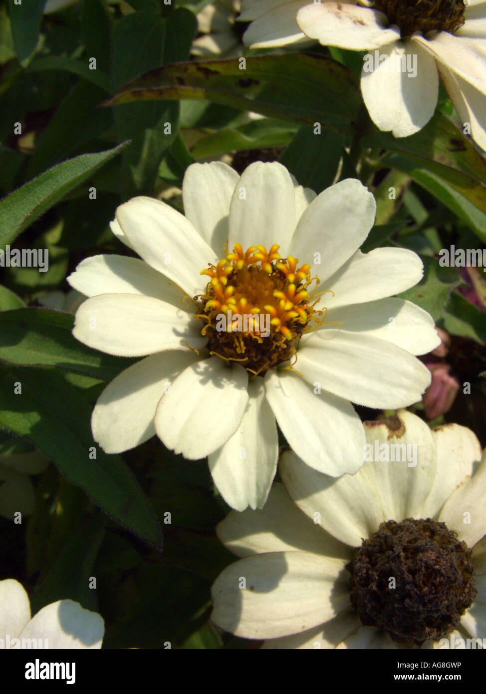 Creeping Zinnia, Narrow-leaf zinnia, Narrowleaf Zinnia, Narrowleaved Zinnia (Zinnia haageana, Zinnia angustifolia), inflorescen Stock Photo