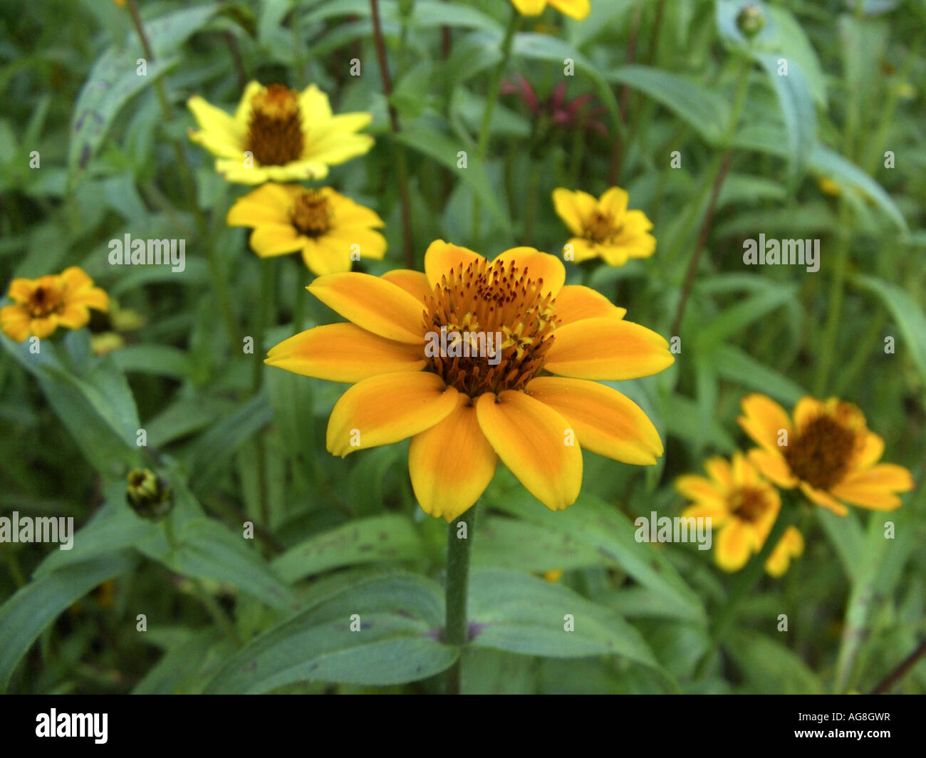 Peruvian Zinnia (Zinnia peruviana), blooming Stock Photo